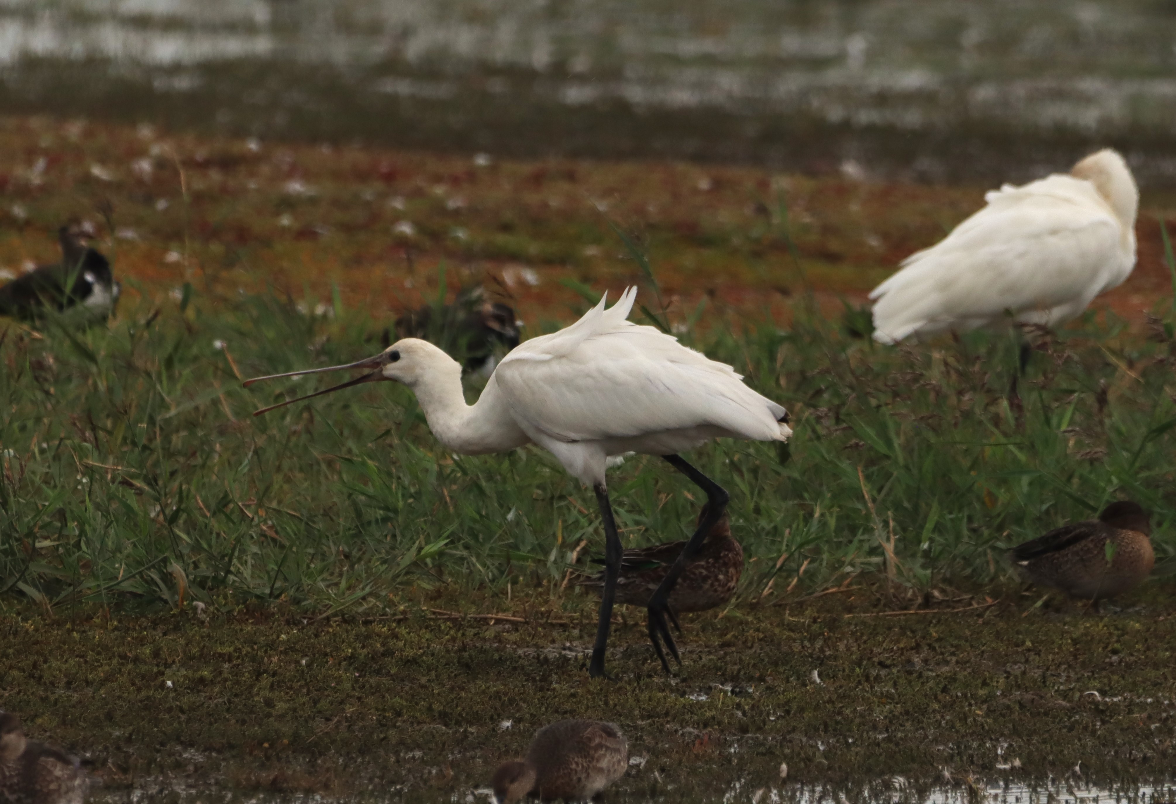 Spoonbill - 12-09-2026