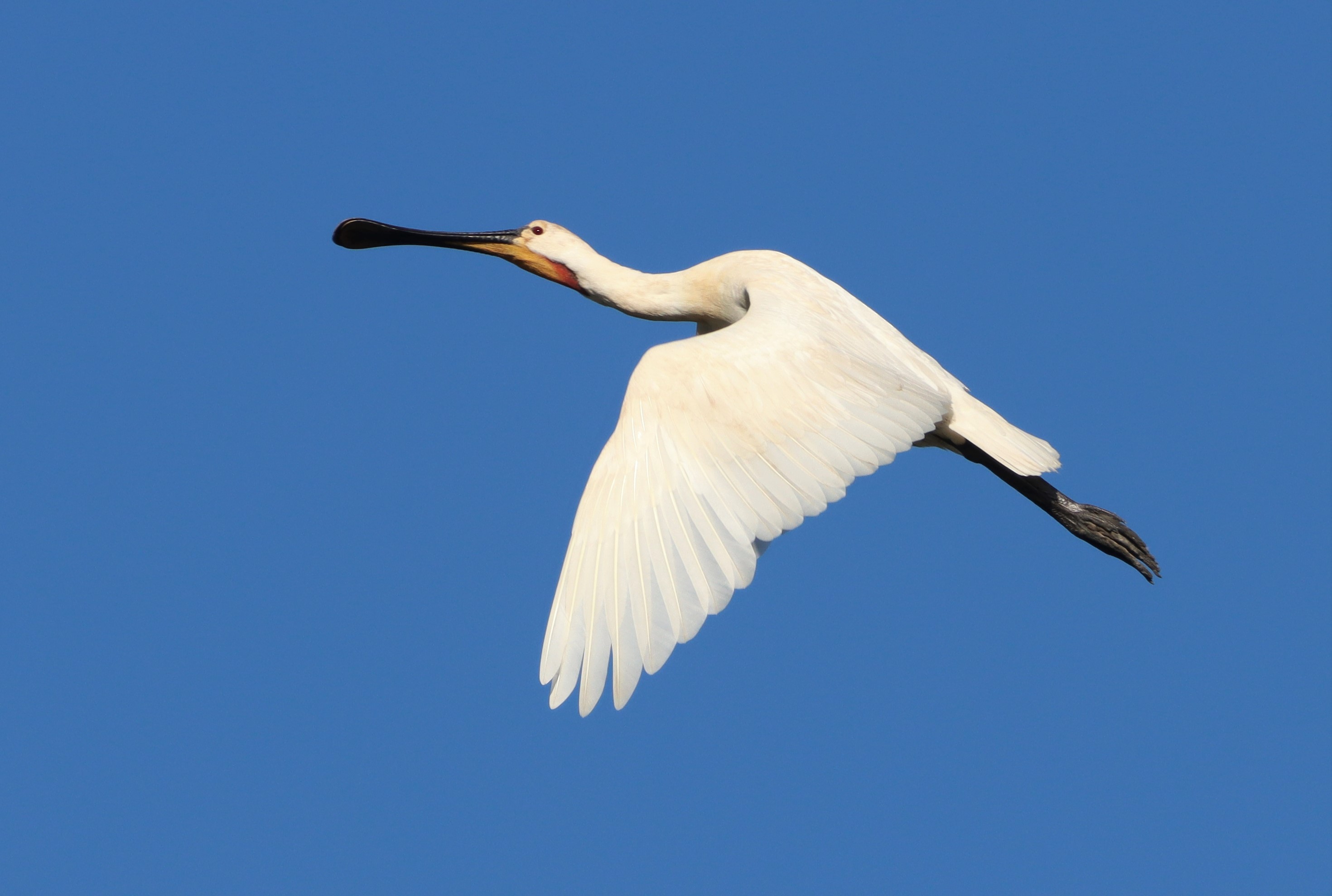 Spoonbill - 02-07-2022