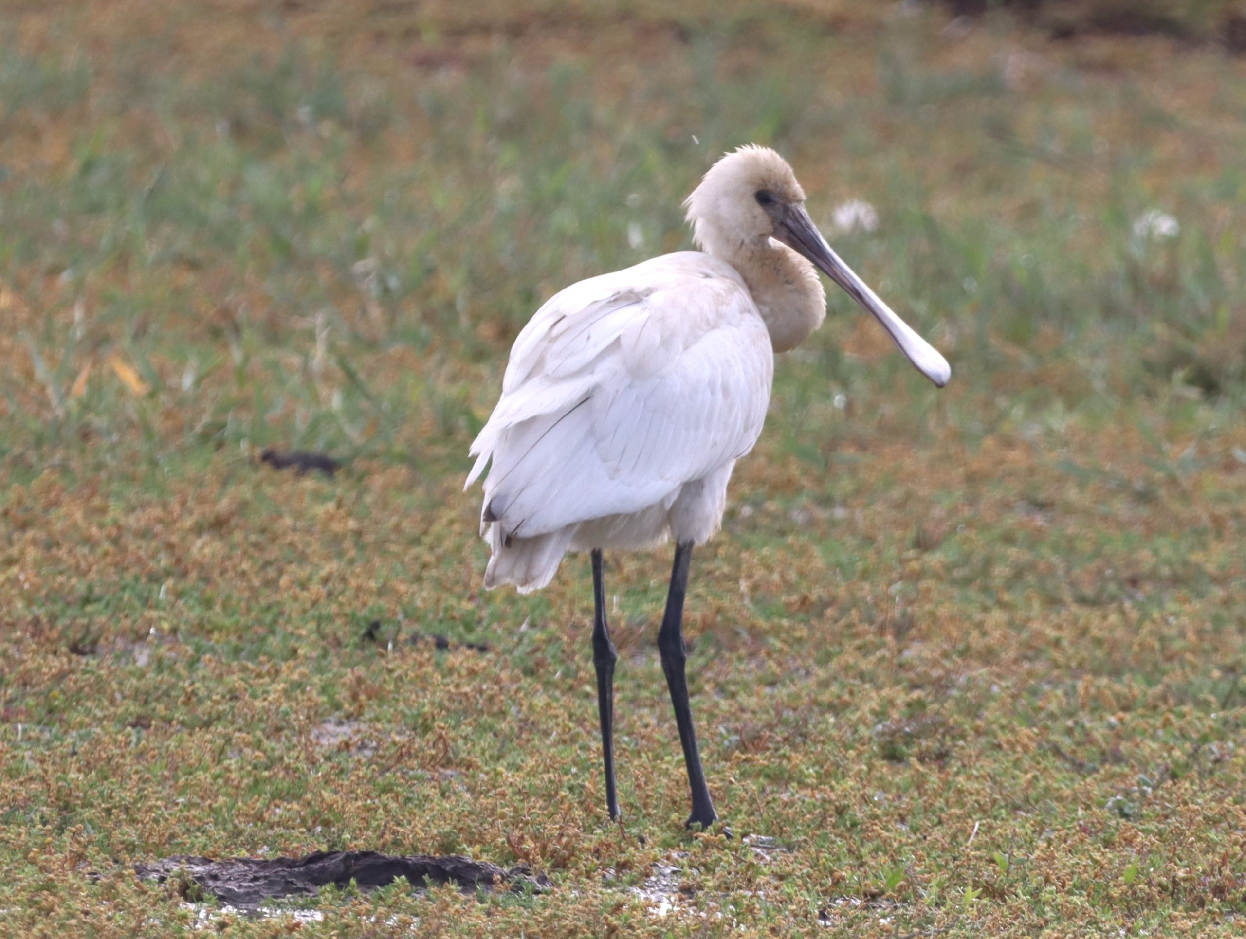 Spoonbill - 20-08-2026