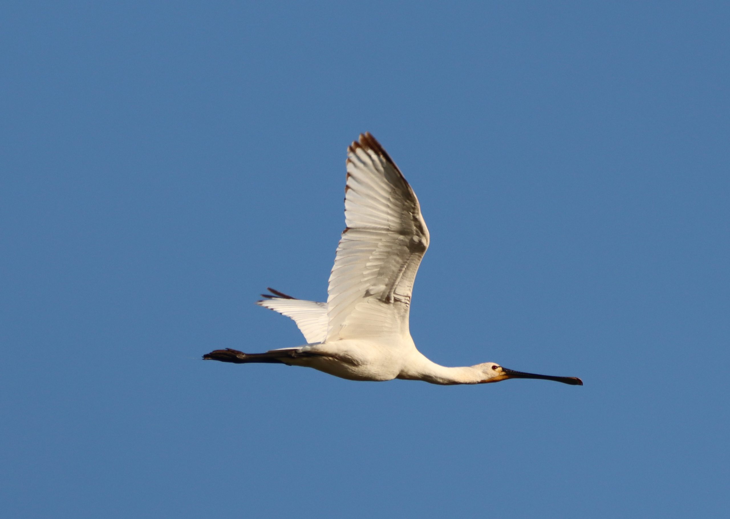 Spoonbill - 25-05-2026