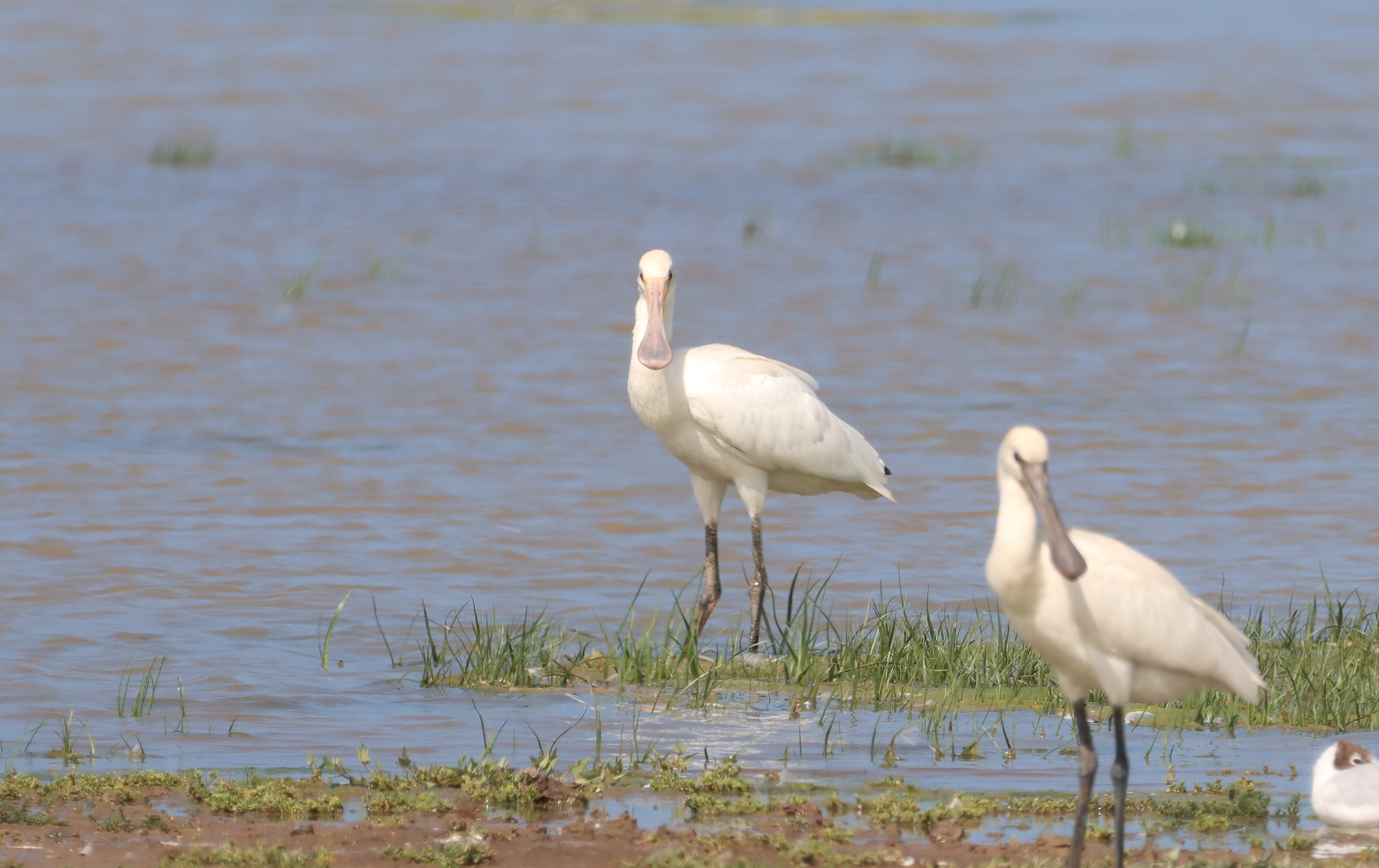 Spoonbill - 25-07-2025