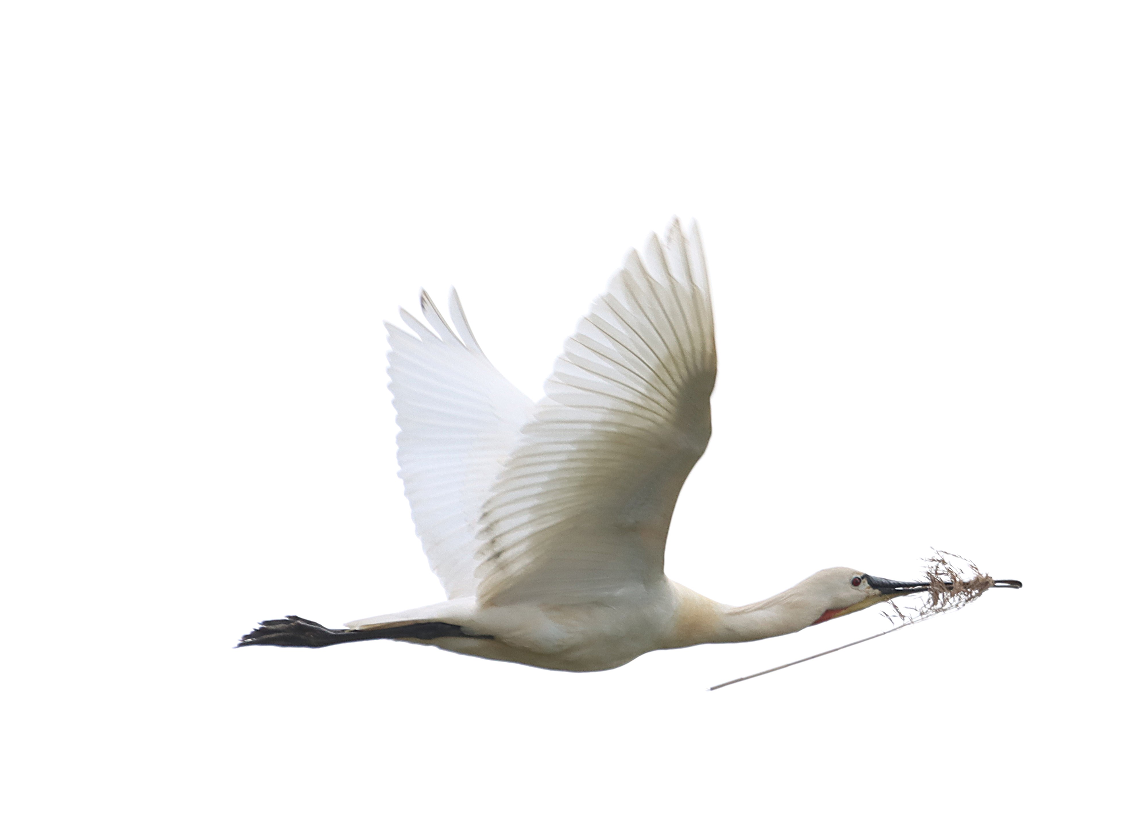Spoonbill - 27-04-2025