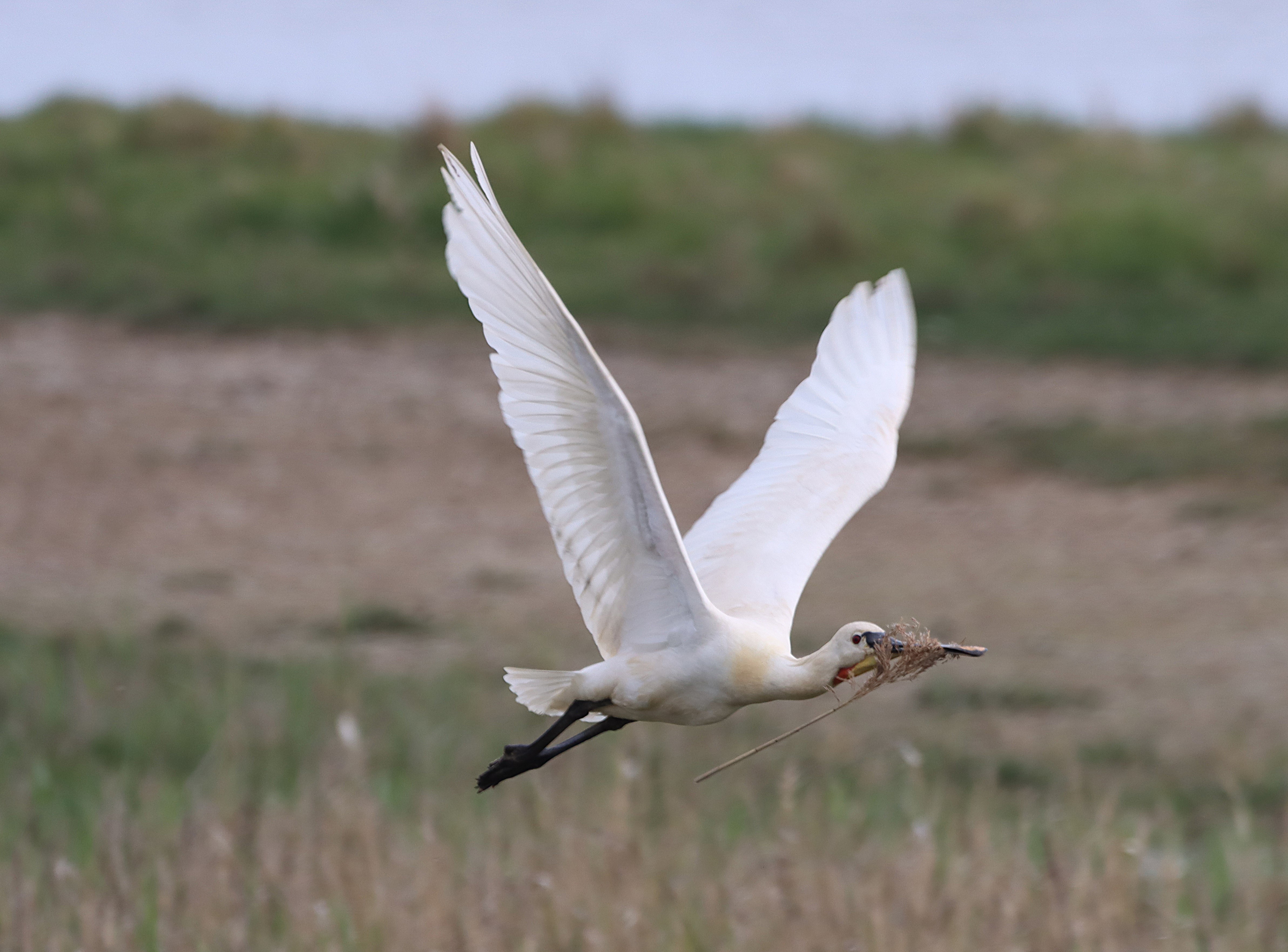 Spoonbill - 27-04-2025