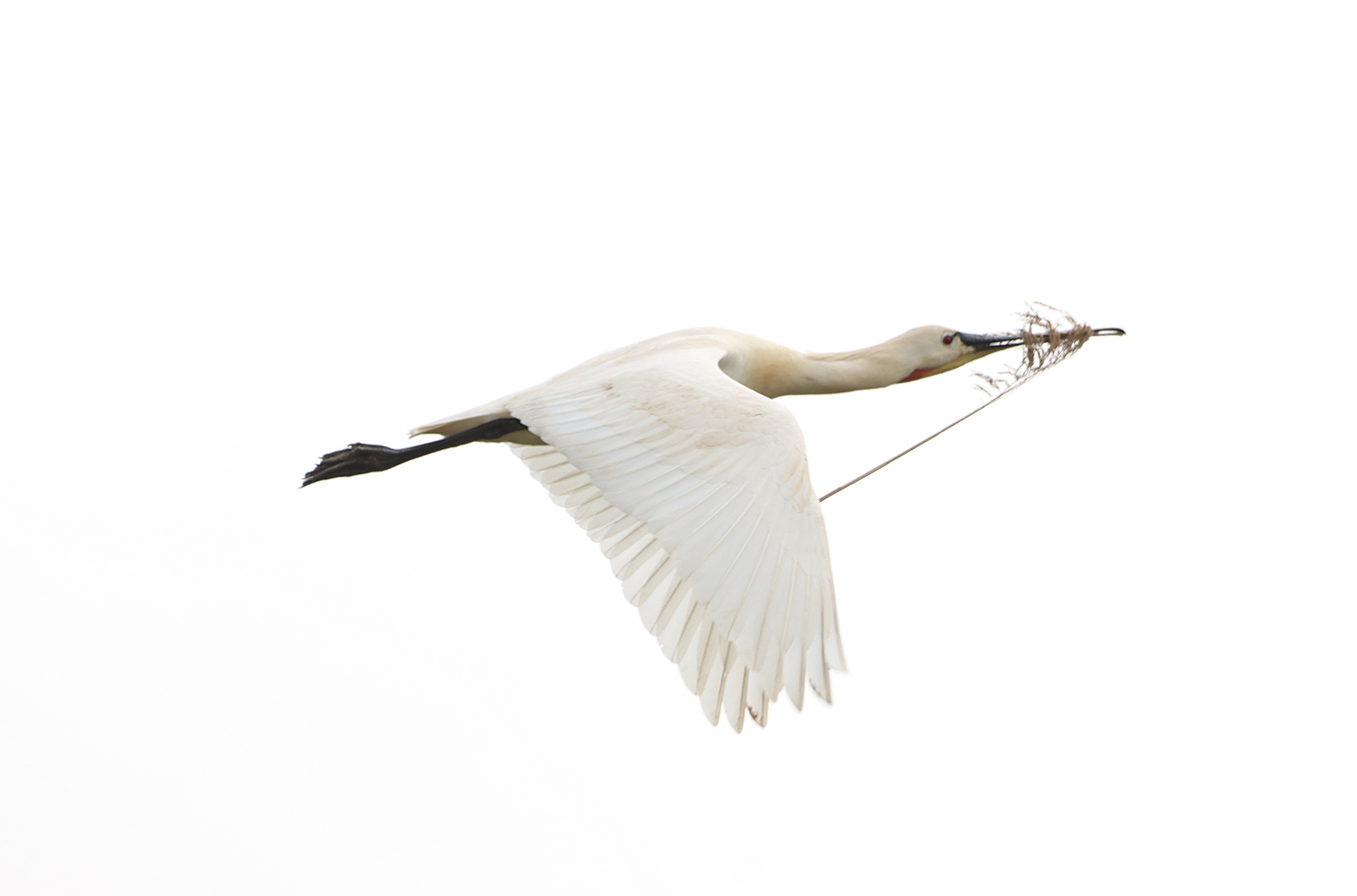 Spoonbill - 27-04-2025