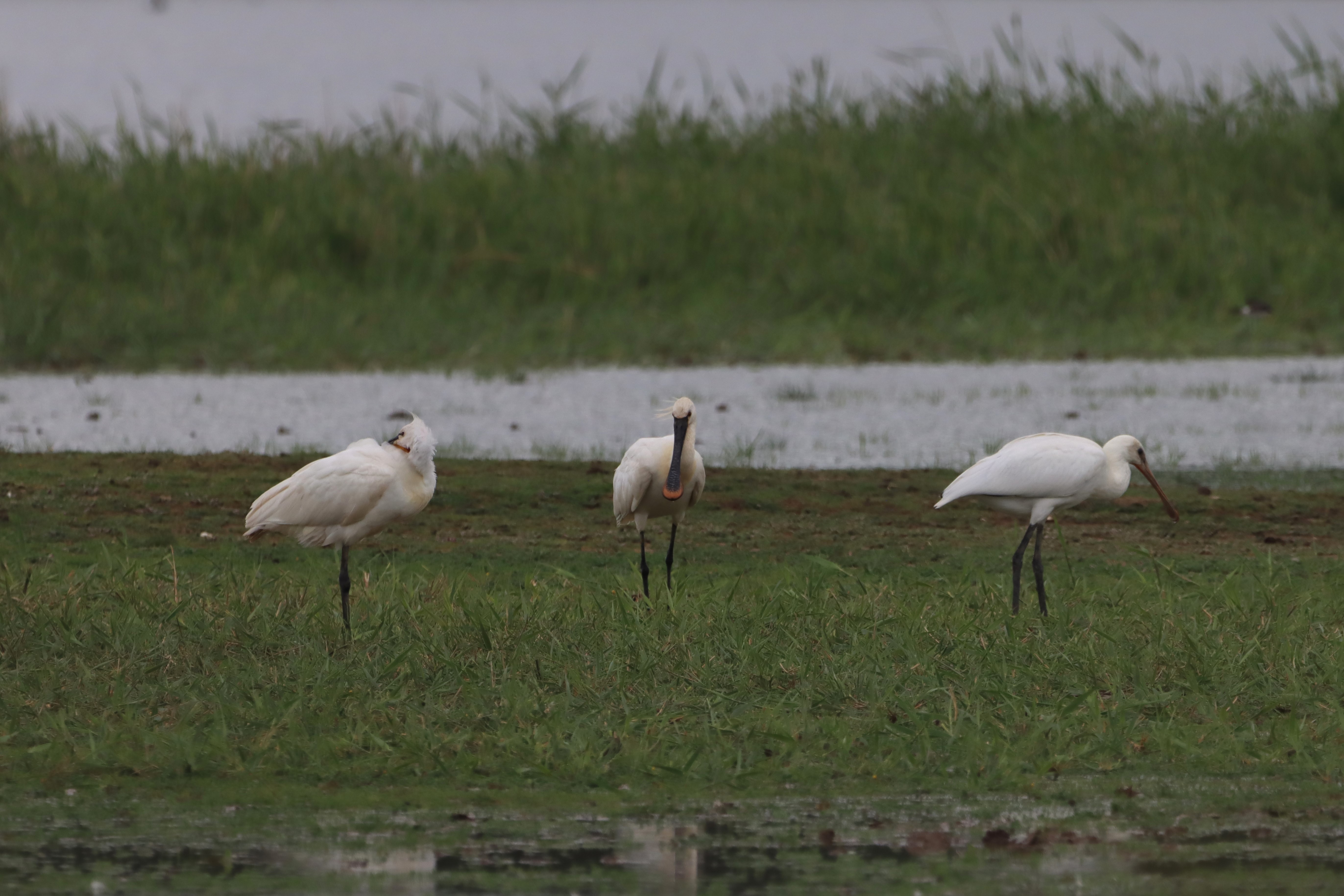 Spoonbill - 03-06-2026