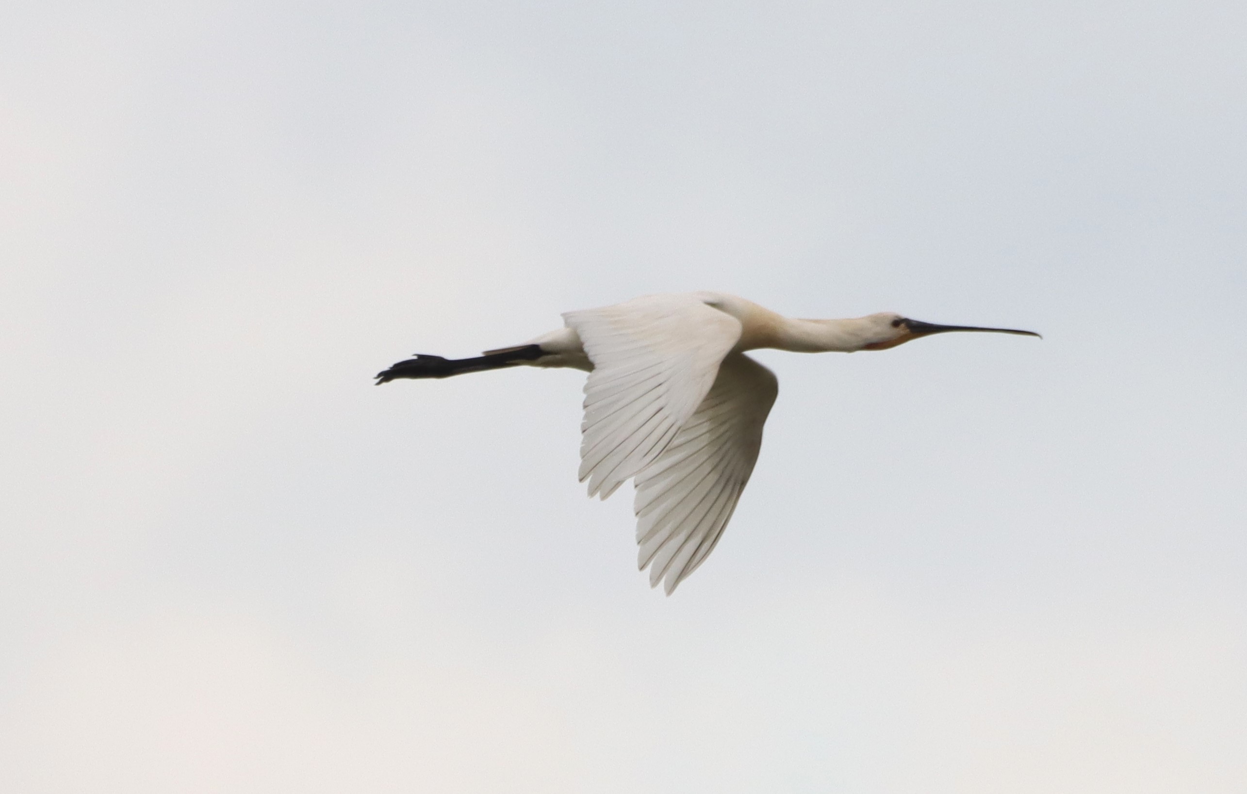 Spoonbill - 03-06-2026