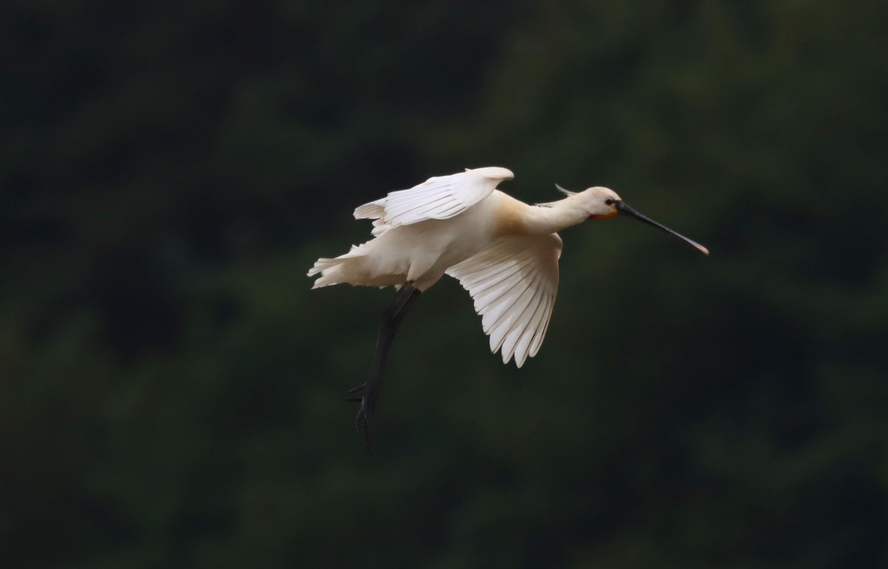 Spoonbill - 03-06-2026