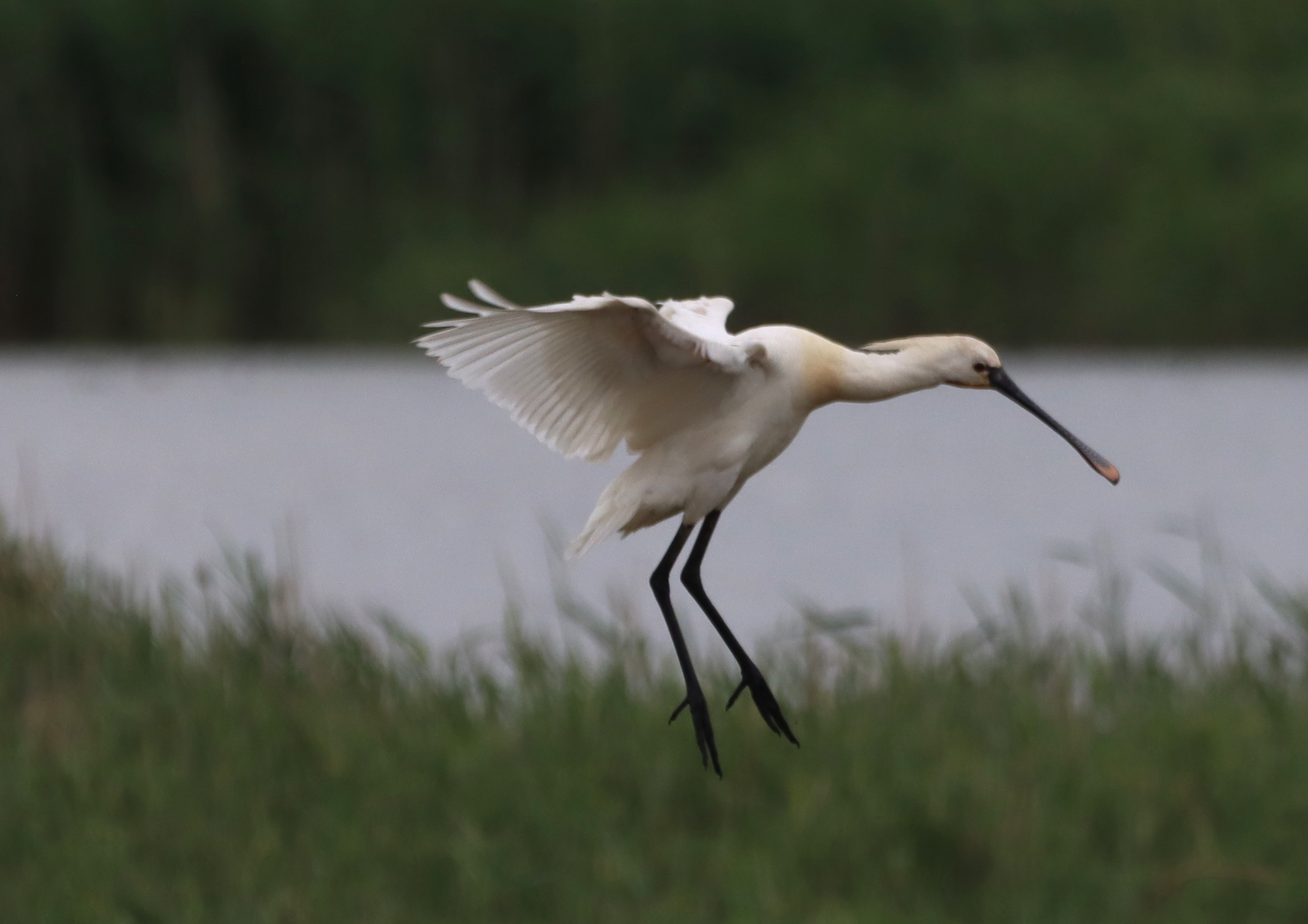 Spoonbill - 03-06-2026