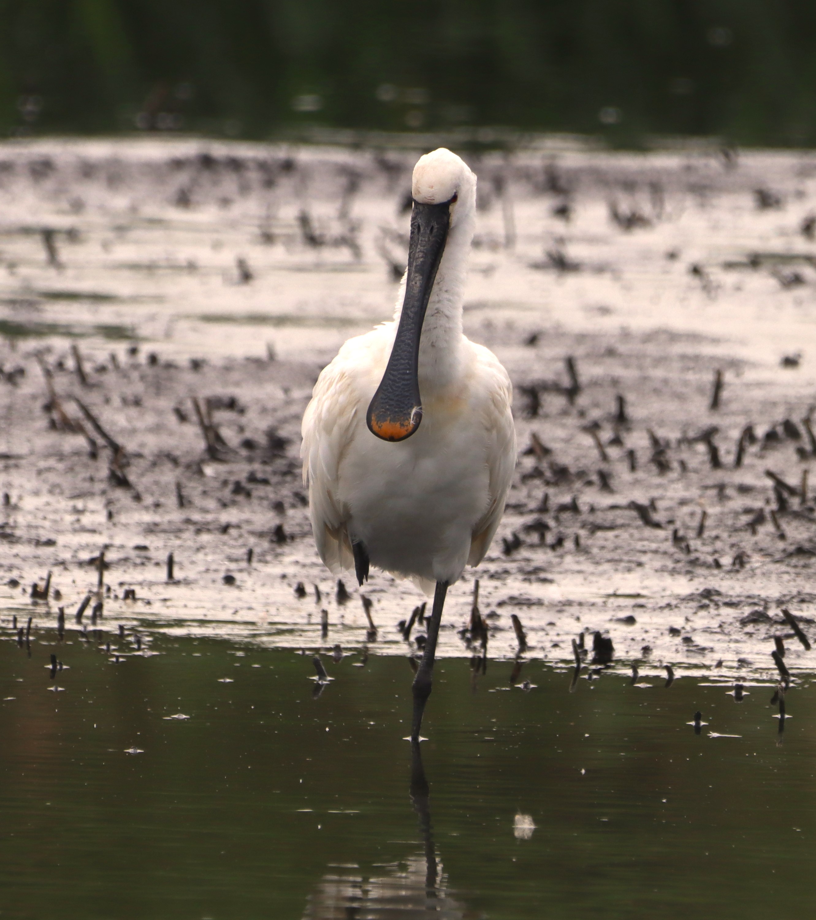 Spoonbill - 03-08-2025