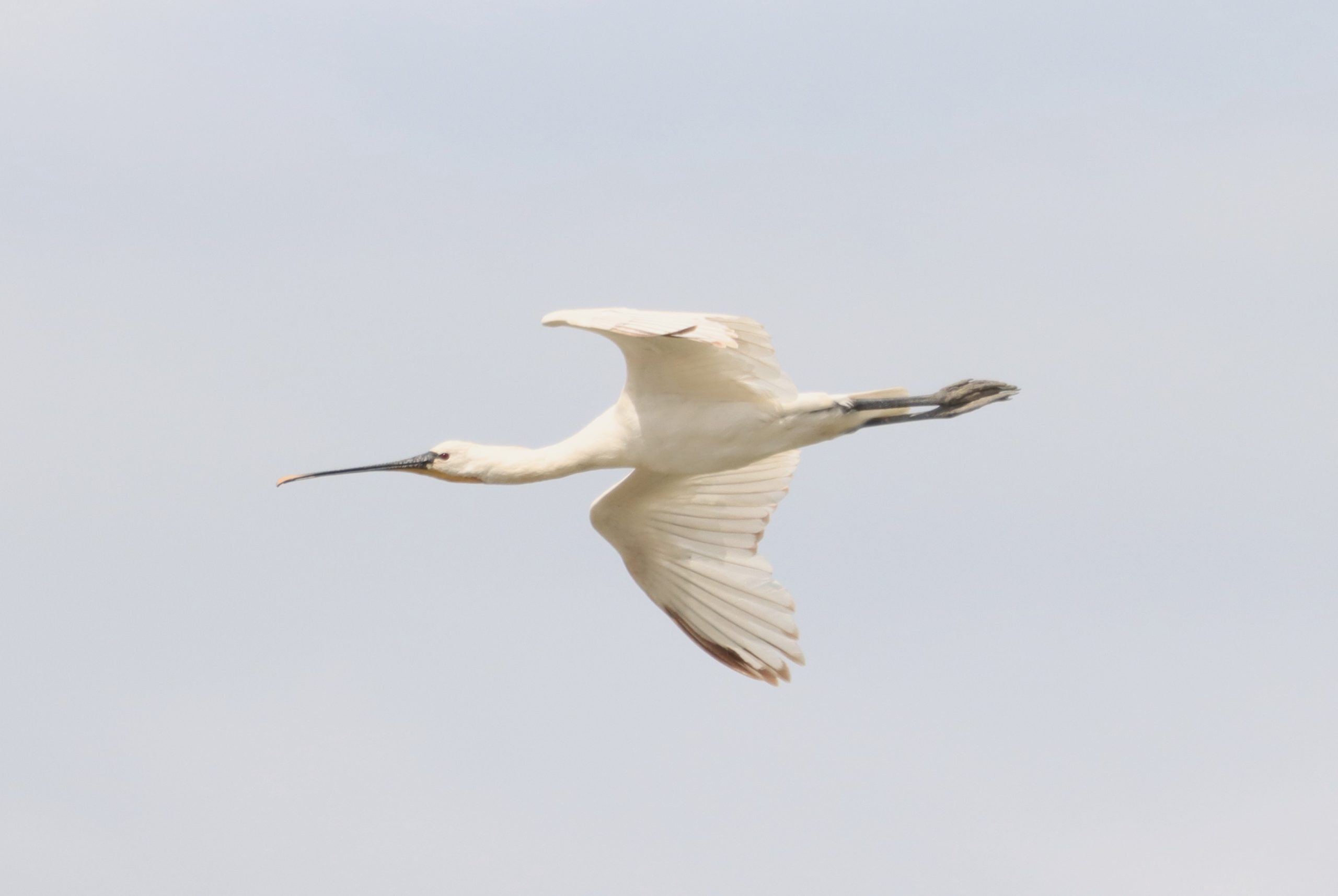 Spoonbill - 04-07-2026