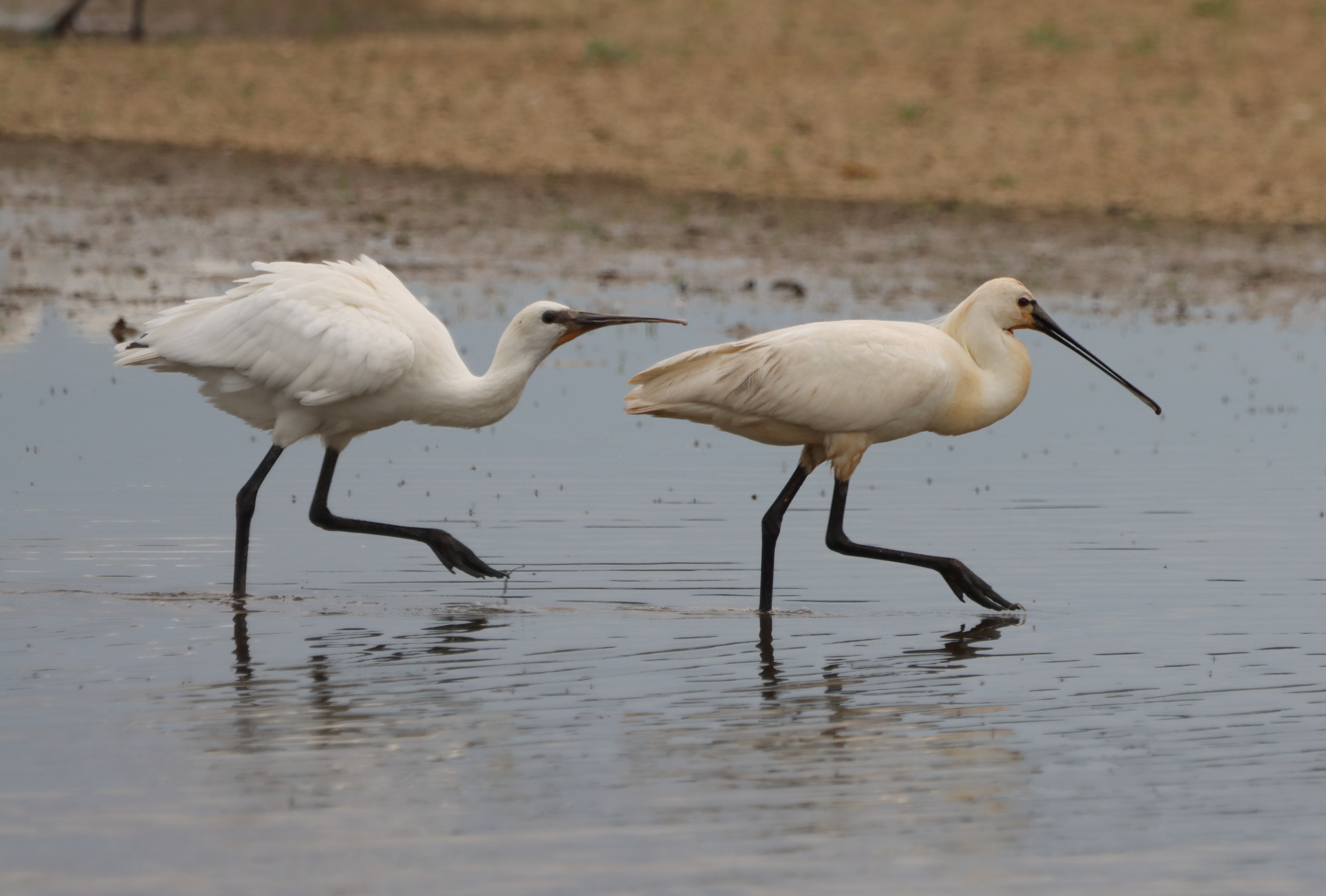 Spoonbill - 09-07-2023