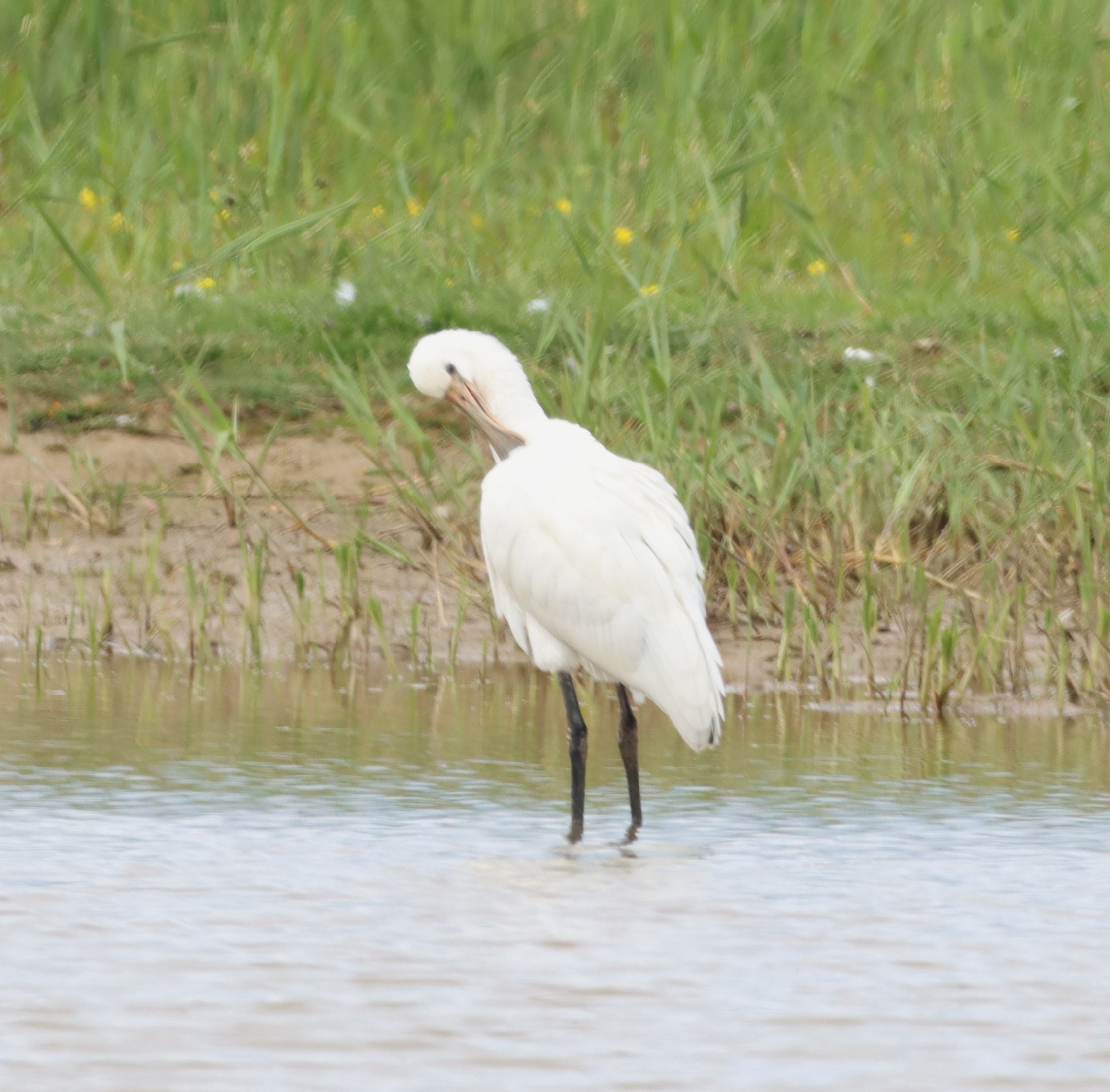 Spoonbill - 08-06-2024