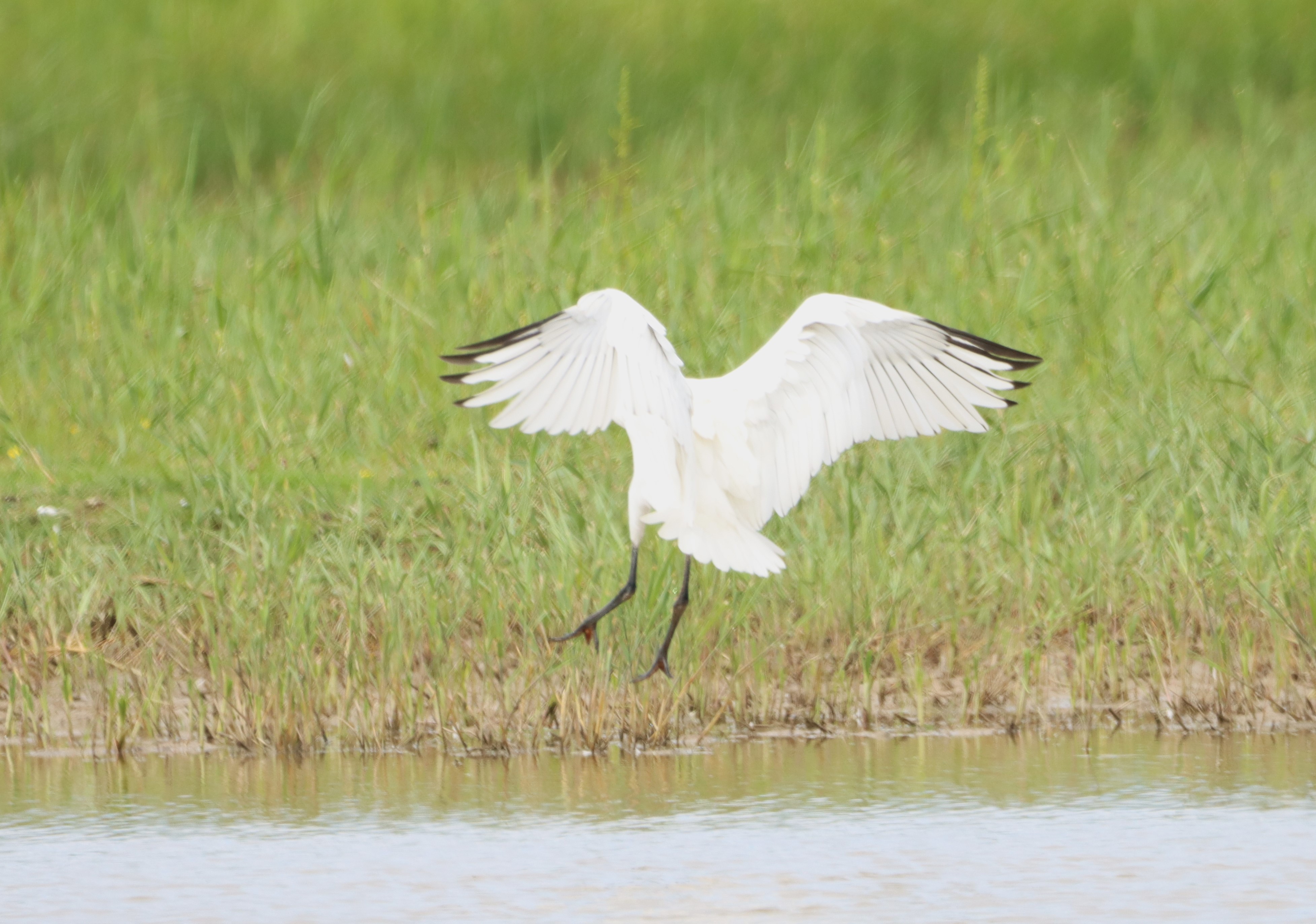 Spoonbill - 08-06-2024