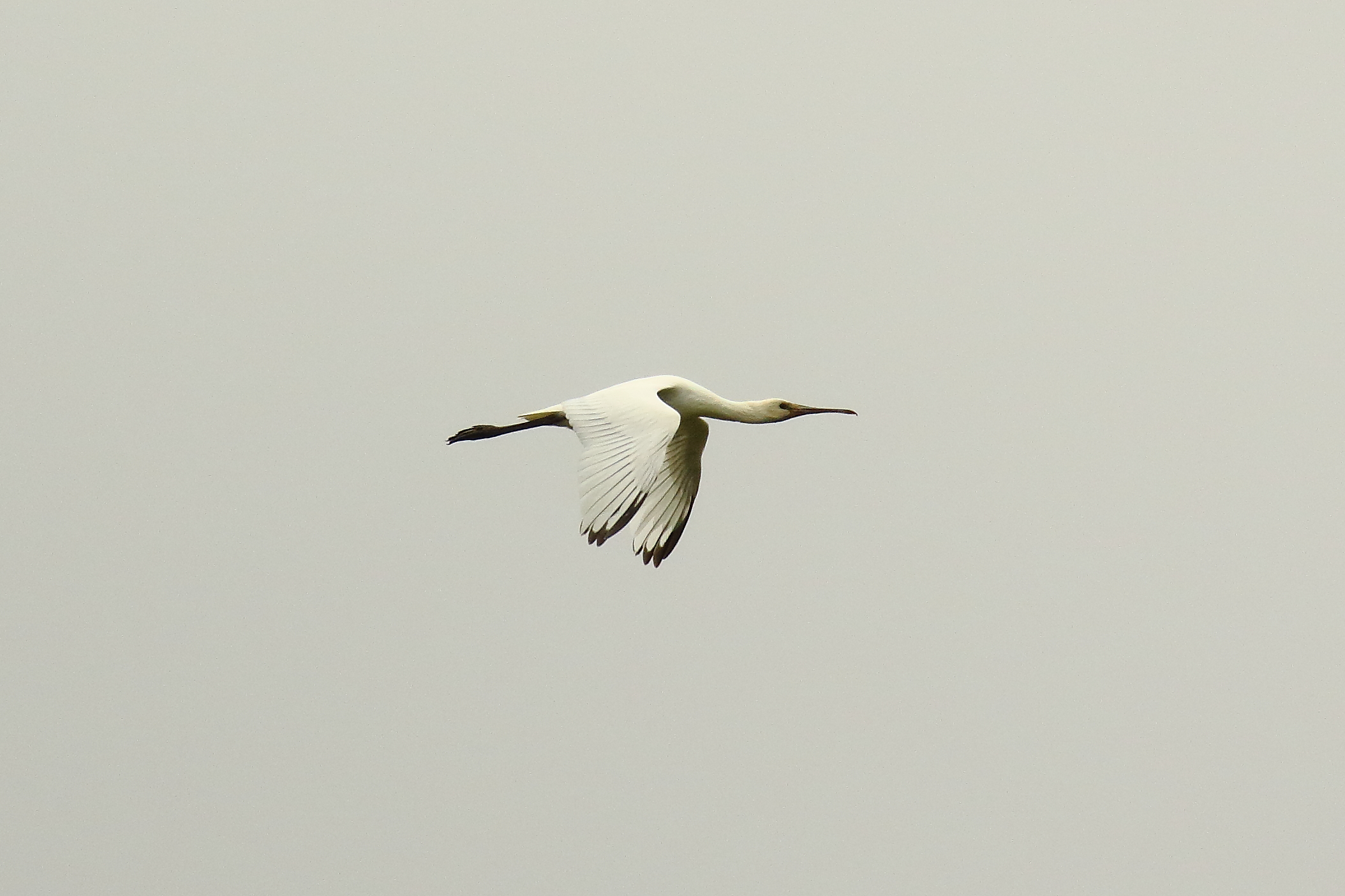 Spoonbill - 05-07-2021