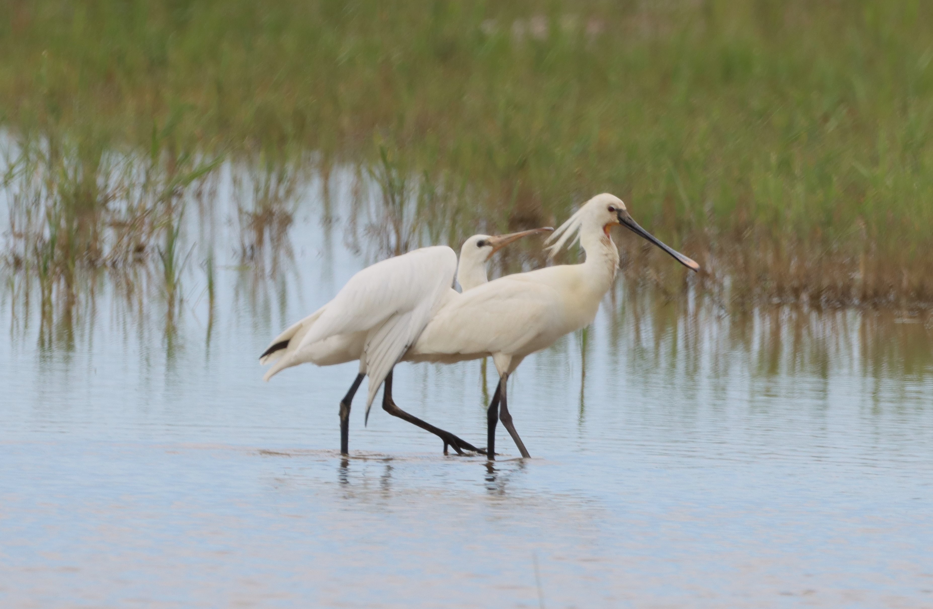 Spoonbill - 08-06-2024