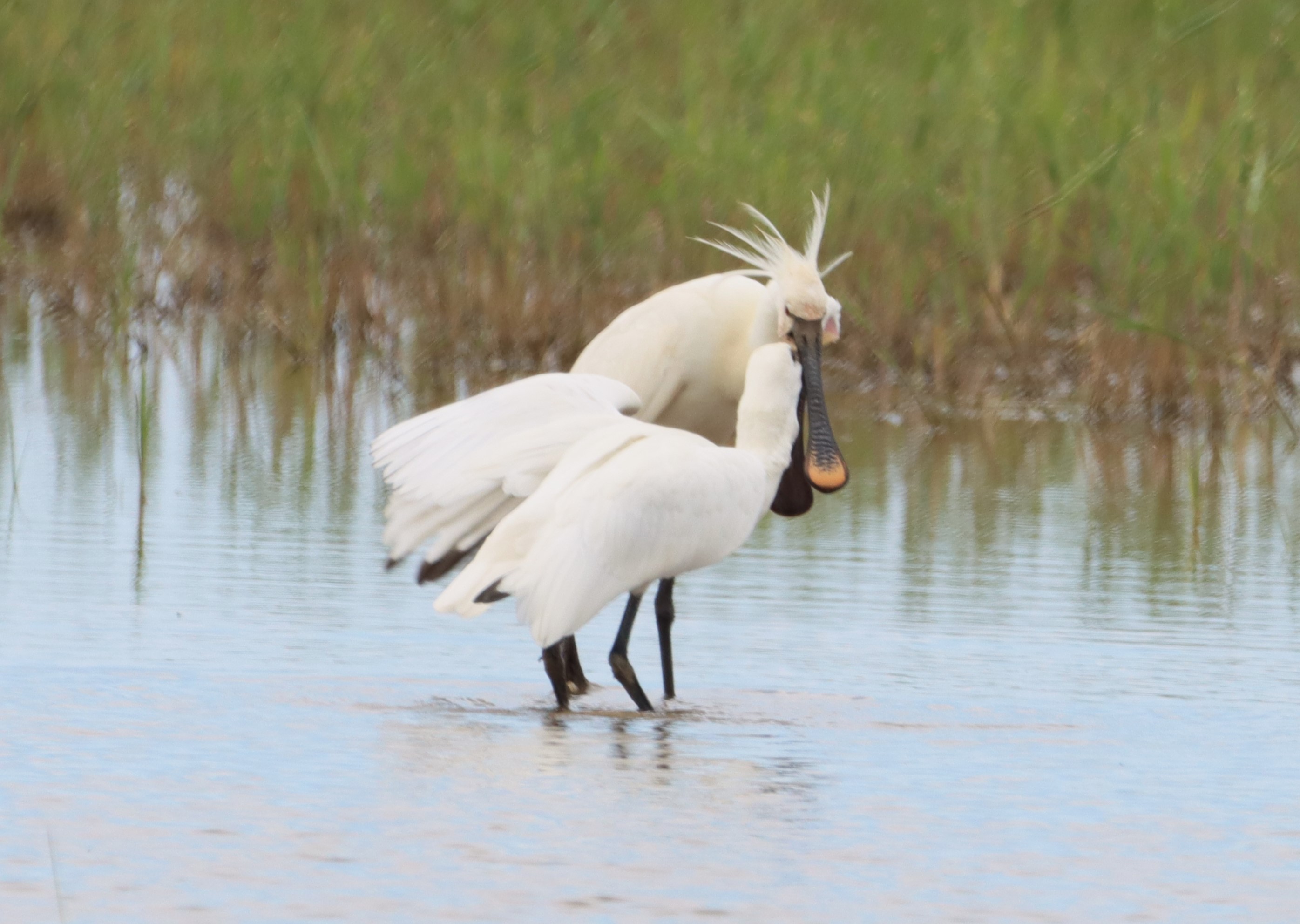 Spoonbill - 08-06-2024