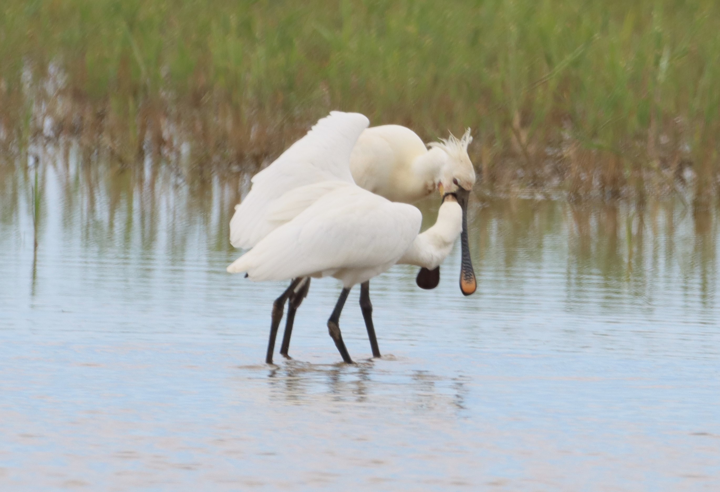 Spoonbill - 08-06-2024