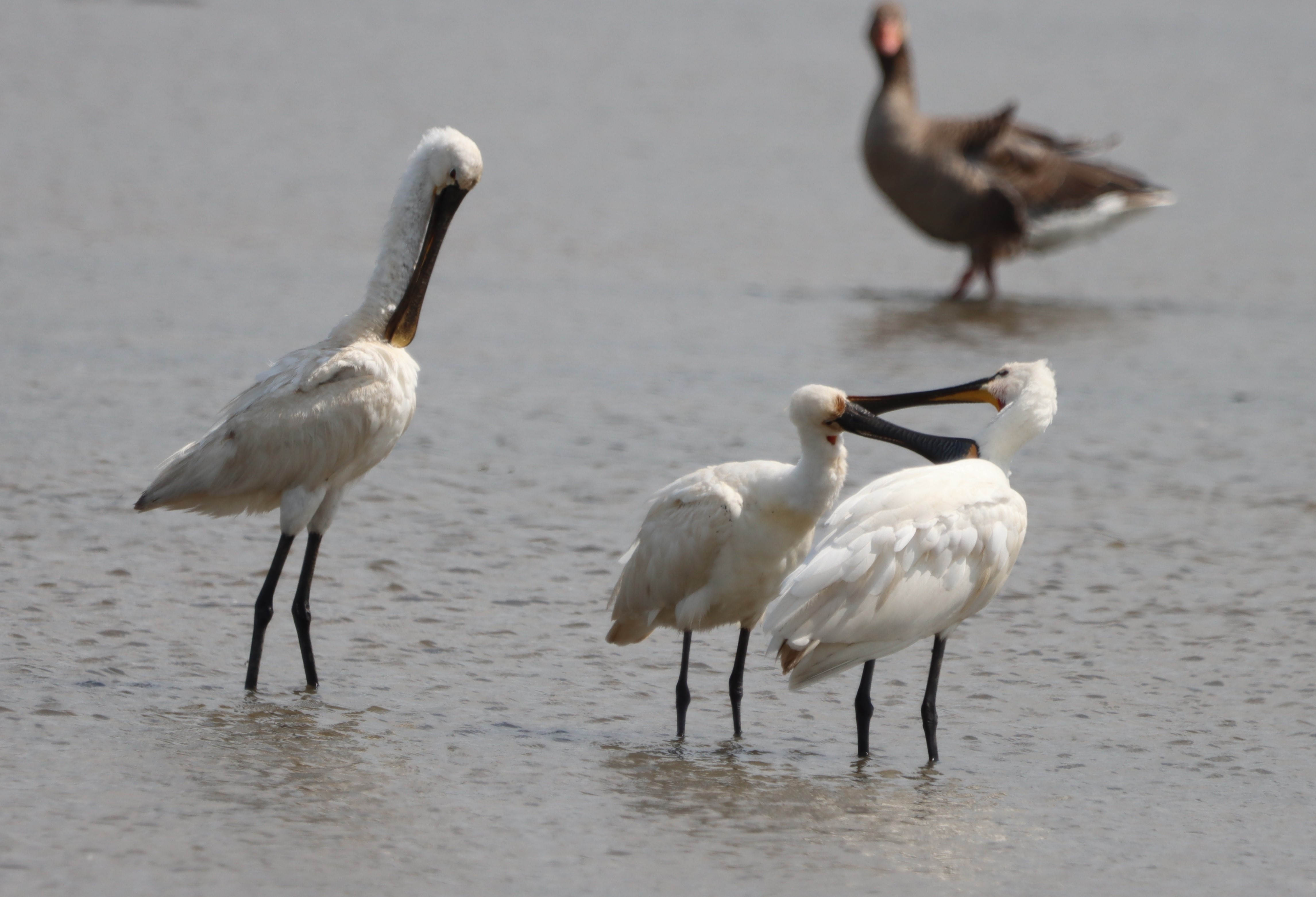 Spoonbill - 23-07-2023