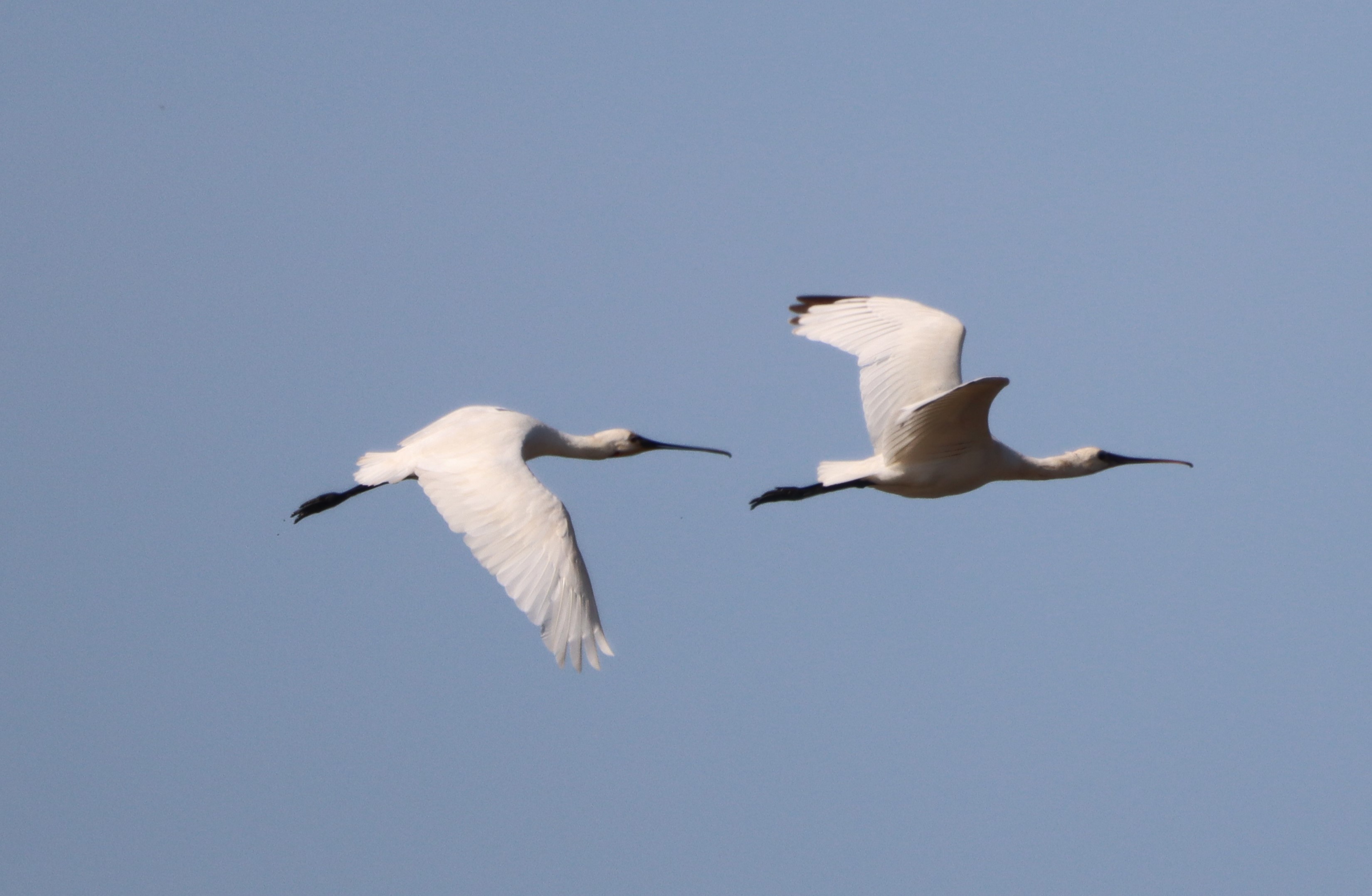 Spoonbill - 31-08-2023