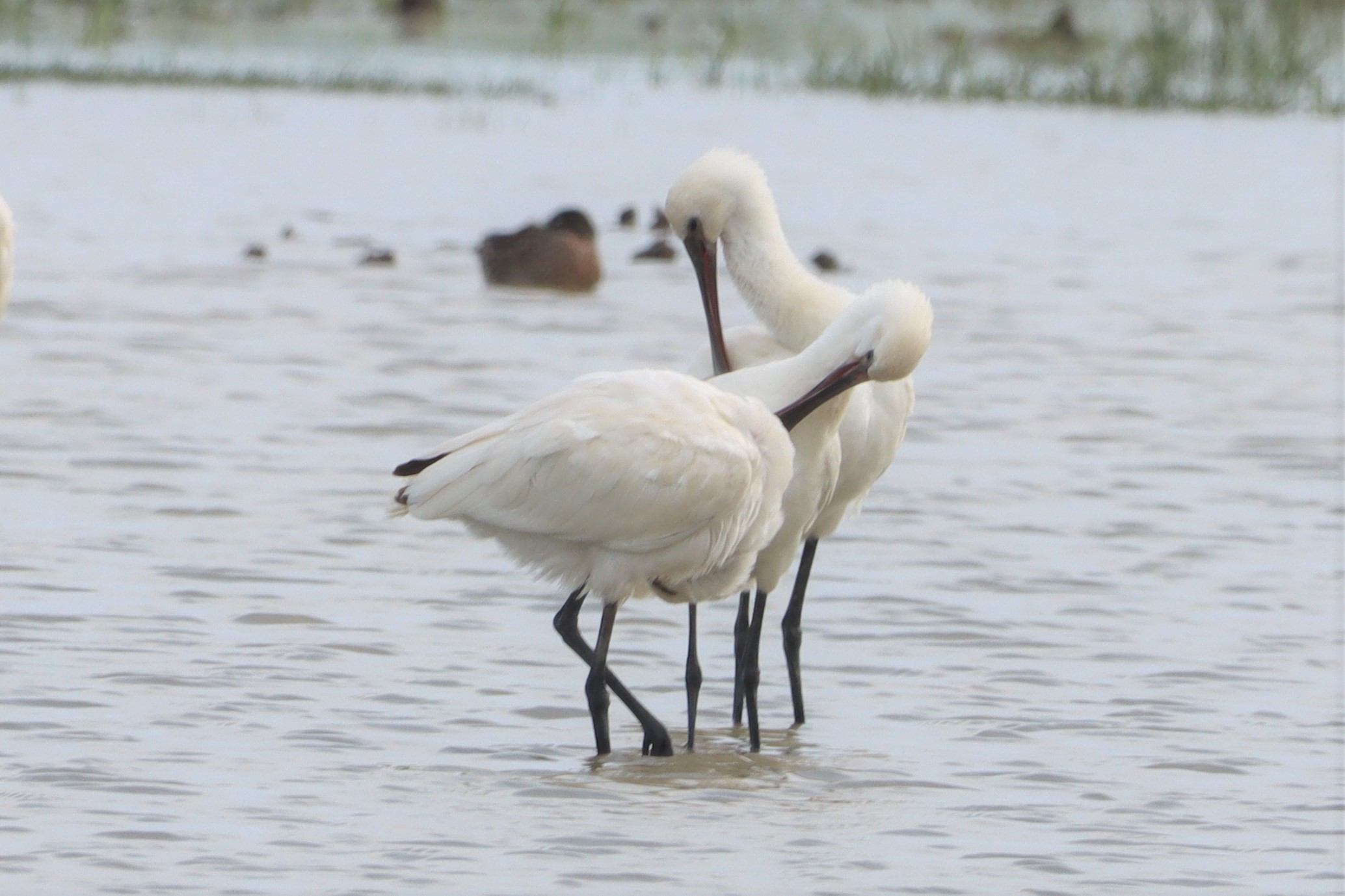 Spoonbill - 09-08-2021