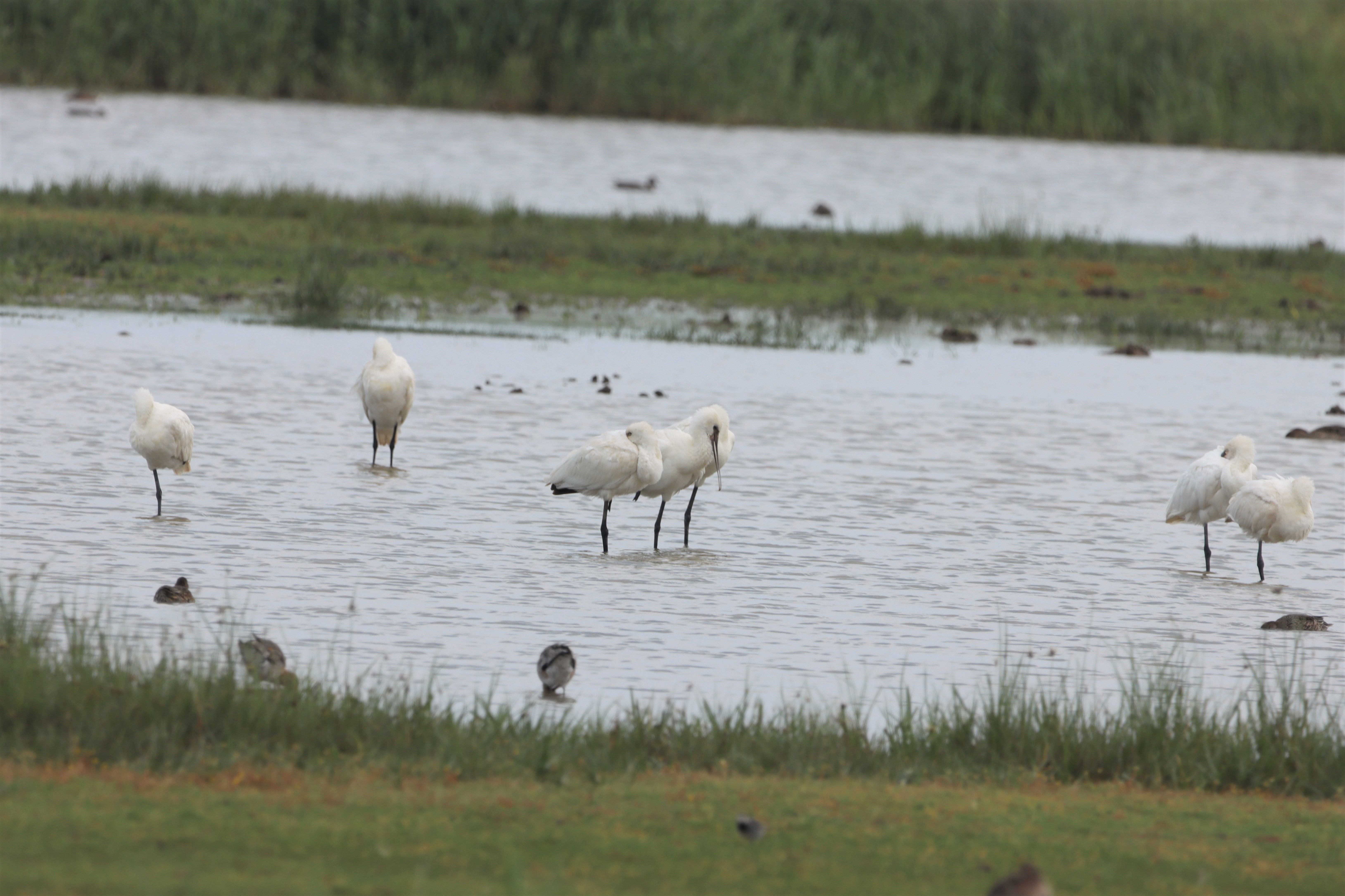 Spoonbill - 09-08-2021