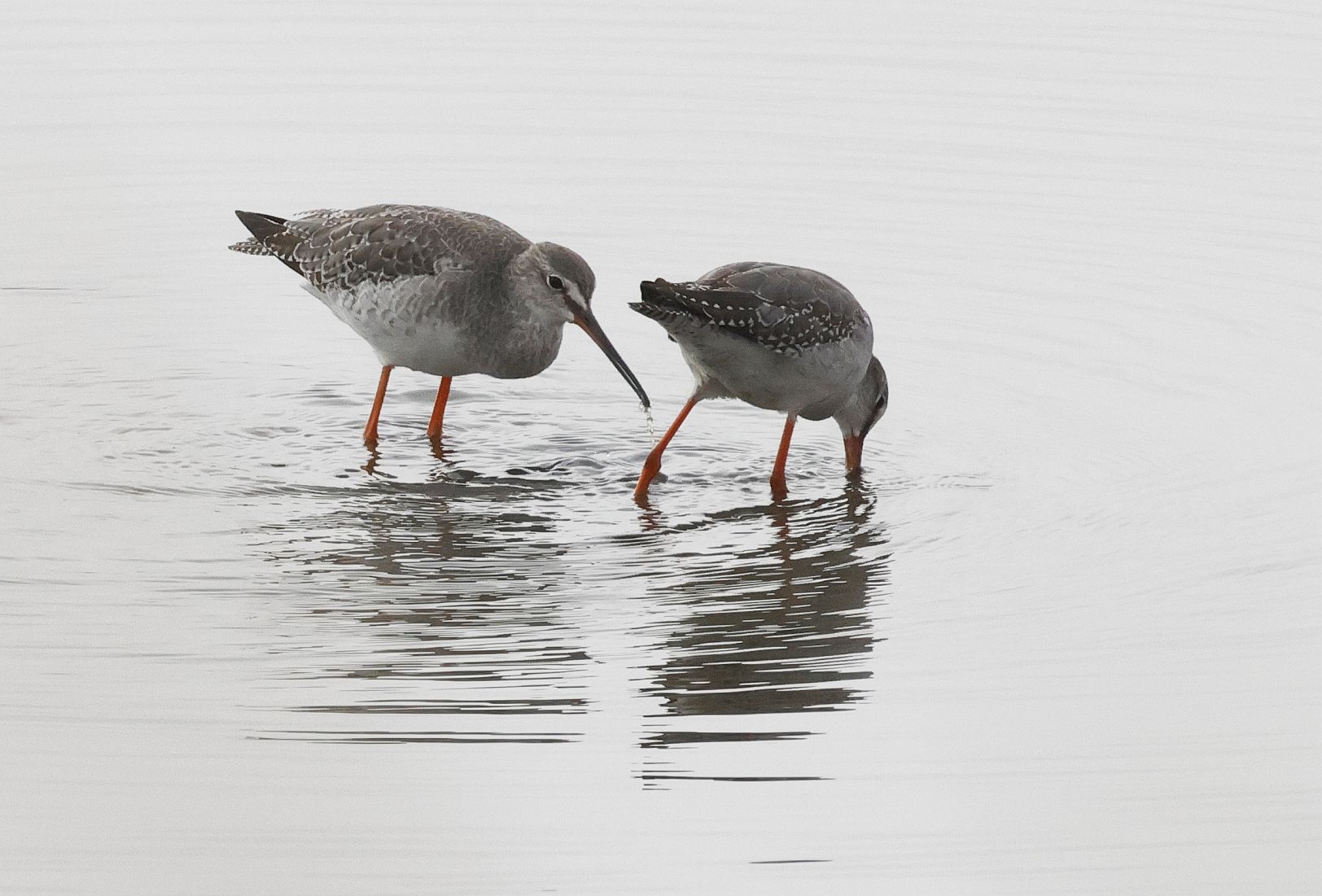 Spotted Redshank - 06-10-2026