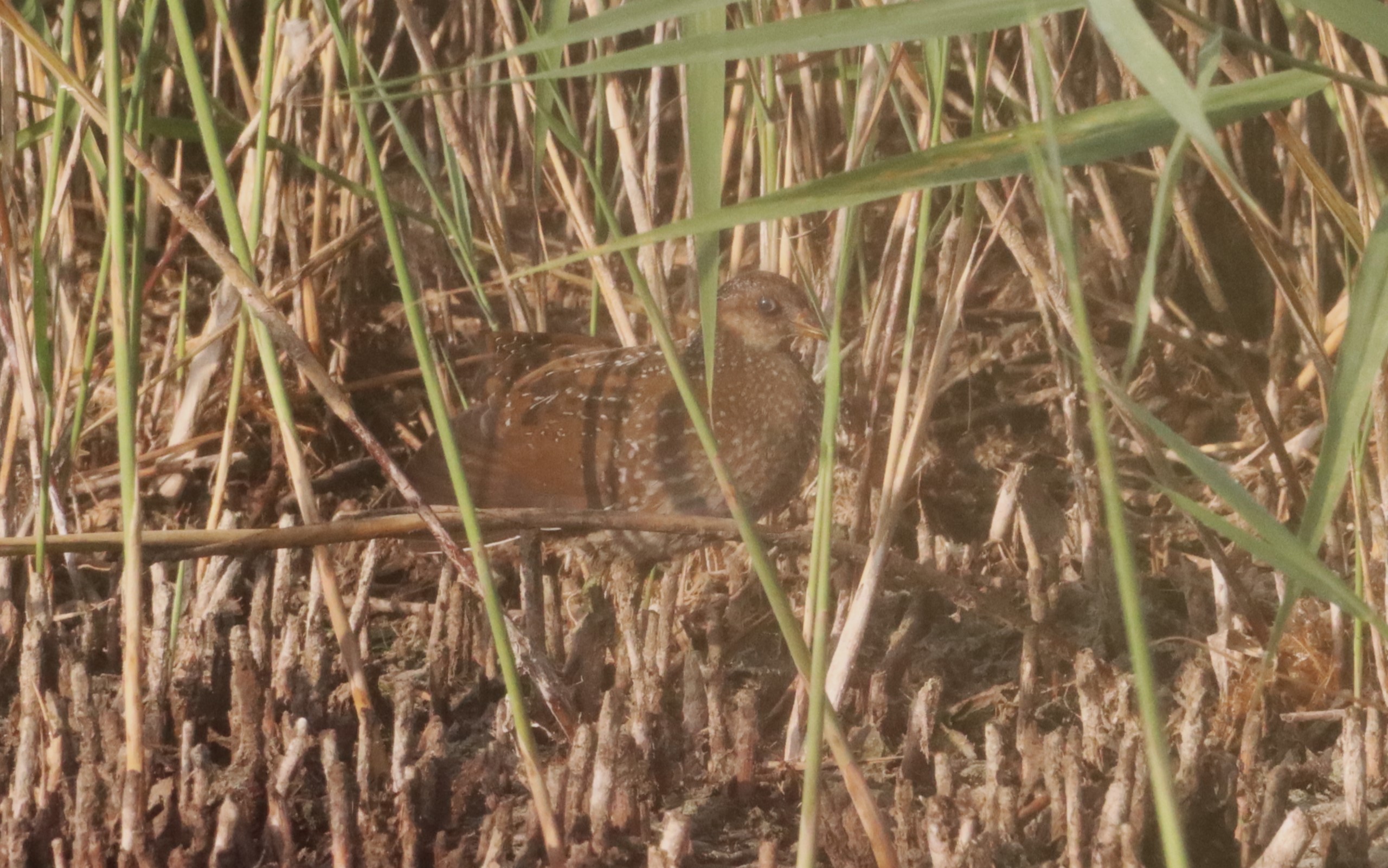 Spotted Crake - 15-08-2022