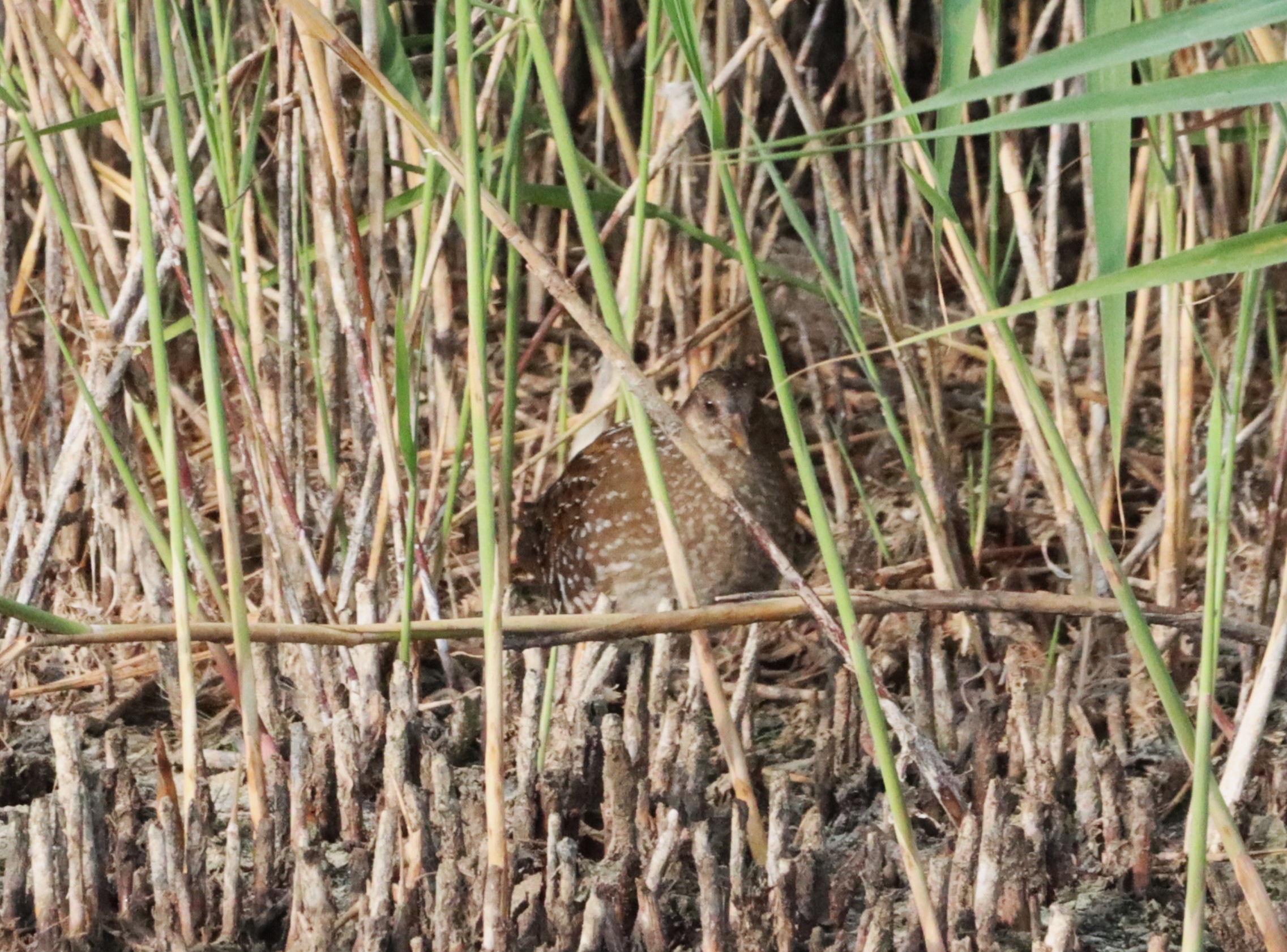 Spotted Crake - 15-08-2022