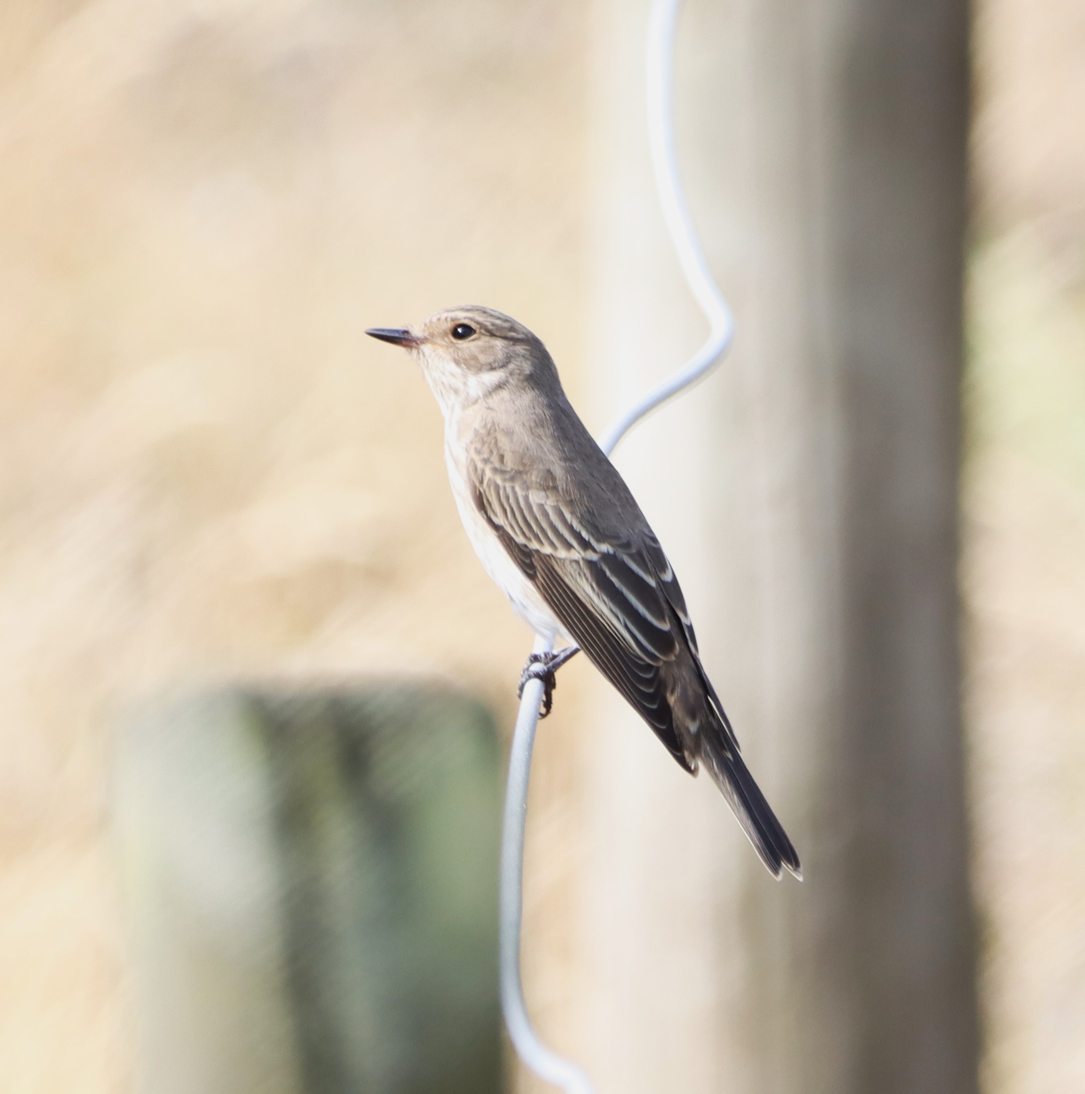 Spotted Flycatcher - 02-09-2024