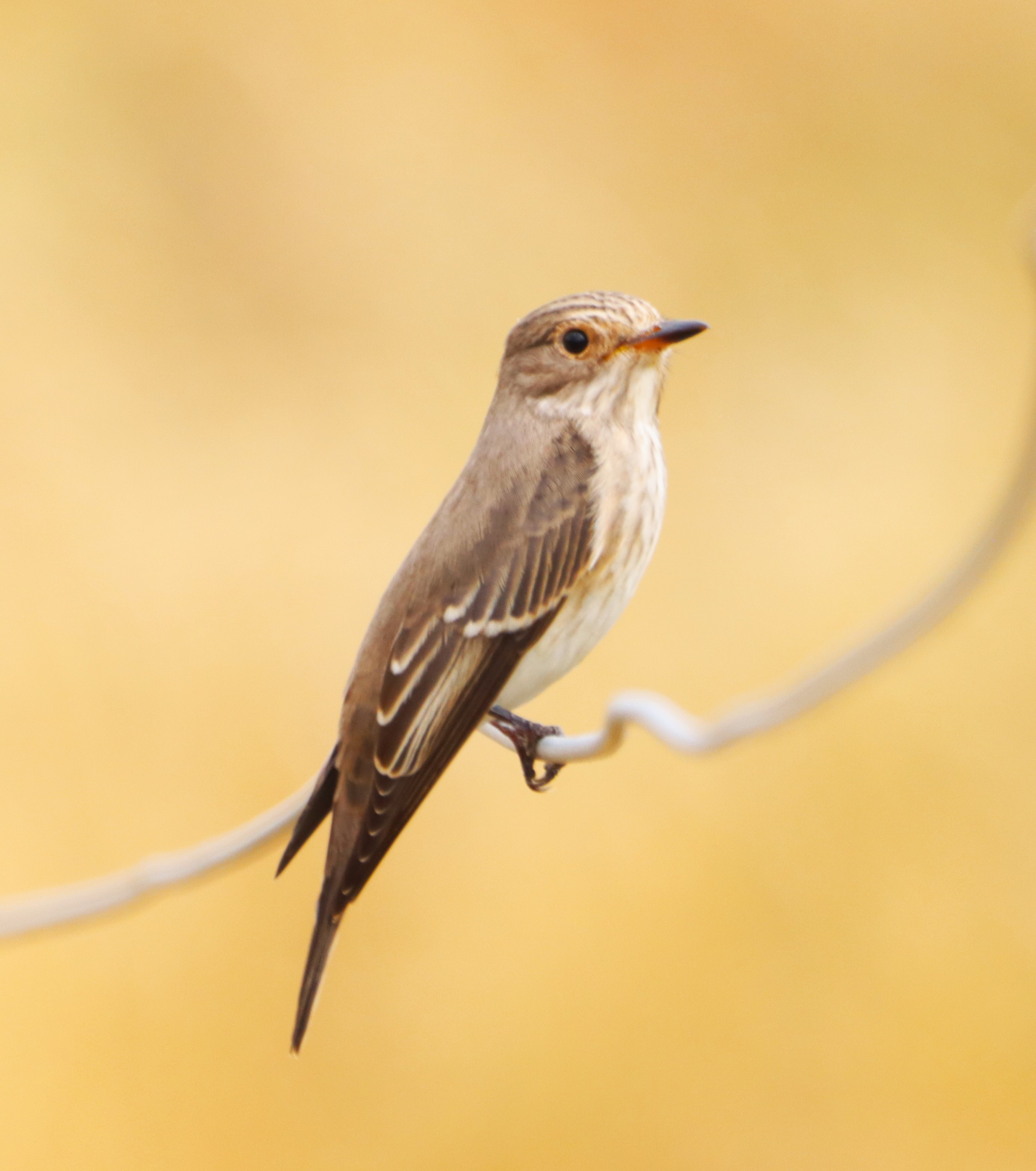 Spotted Flycatcher - 02-09-2024