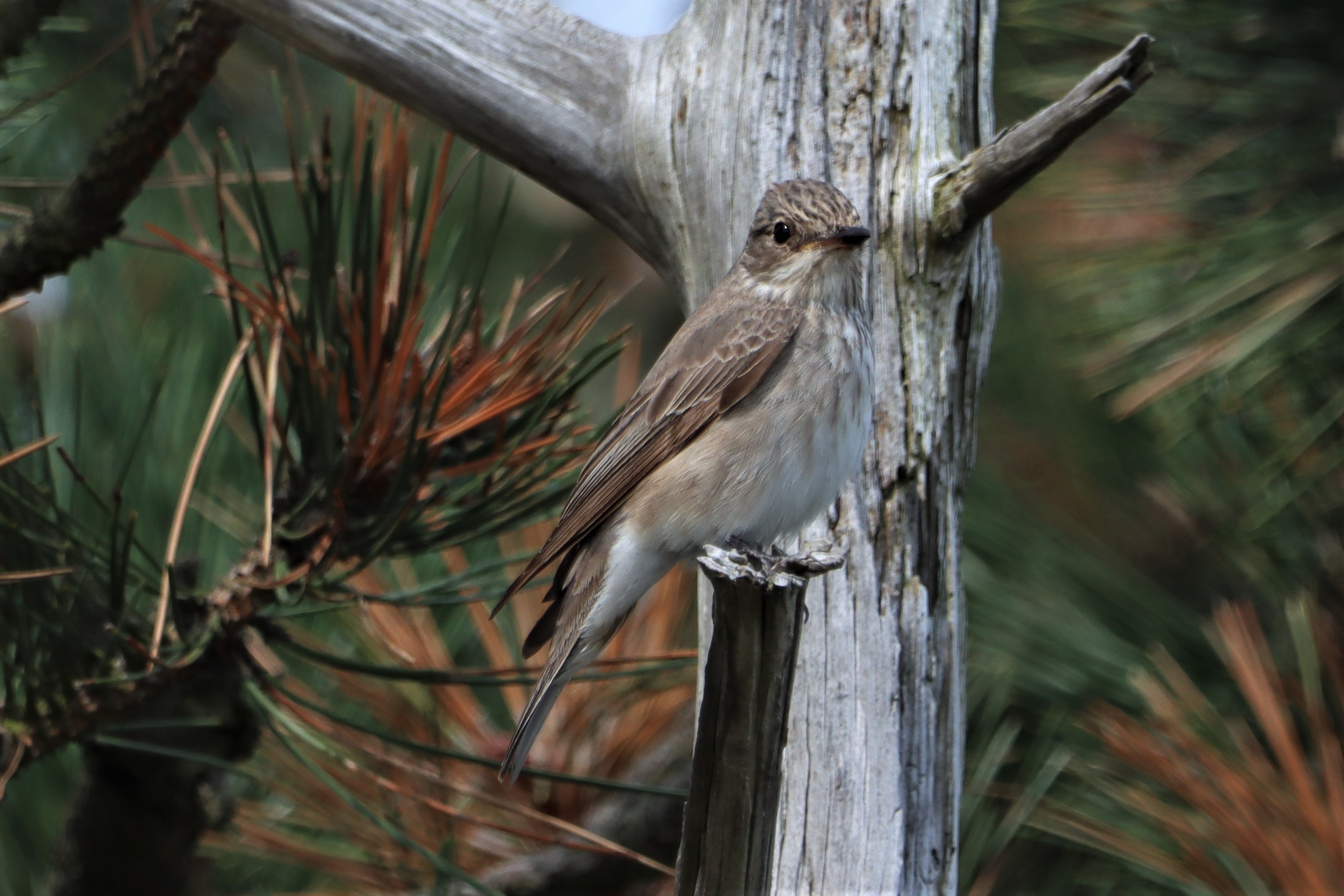 Spotted Flycatcher - 23-08-2021