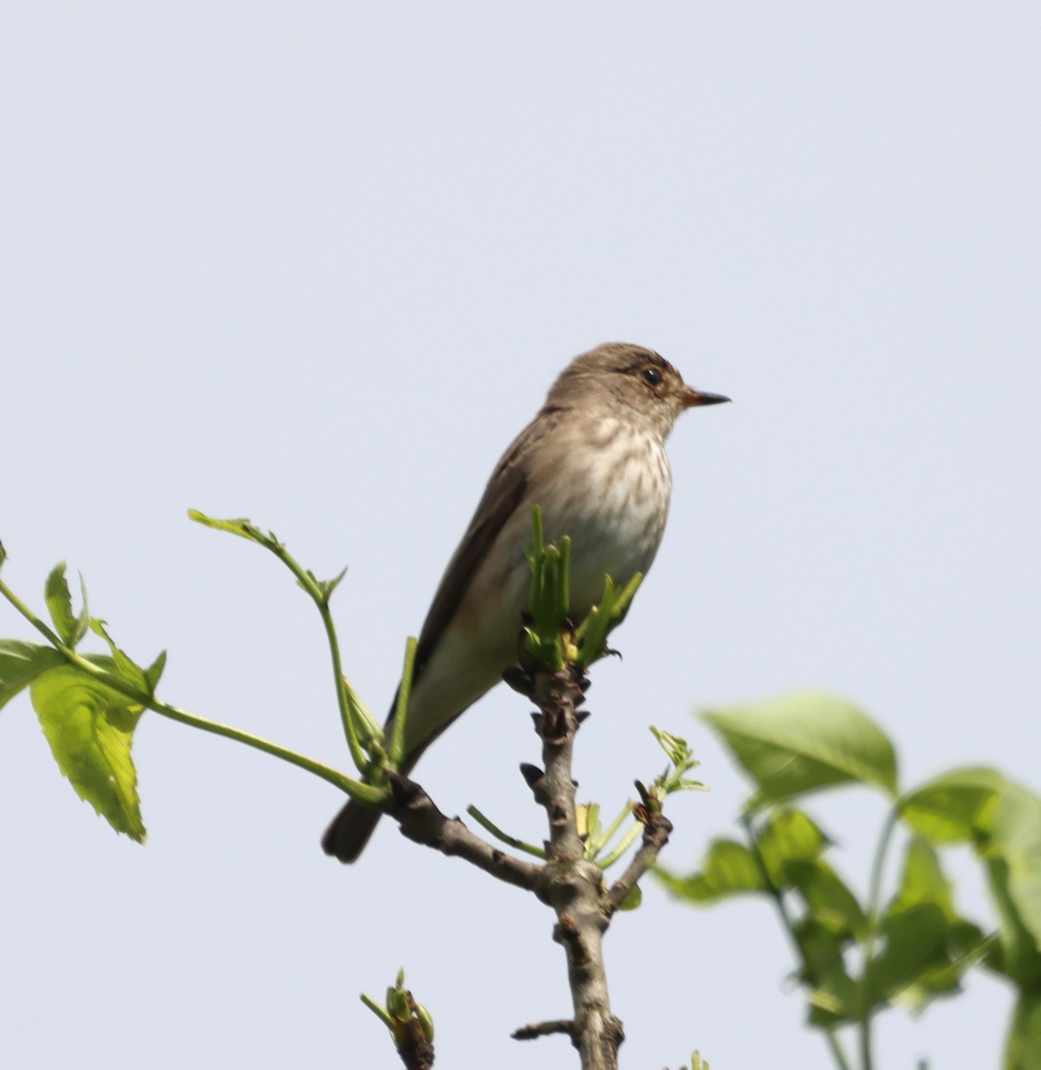 Spotted Flycatcher - 26-05-2024