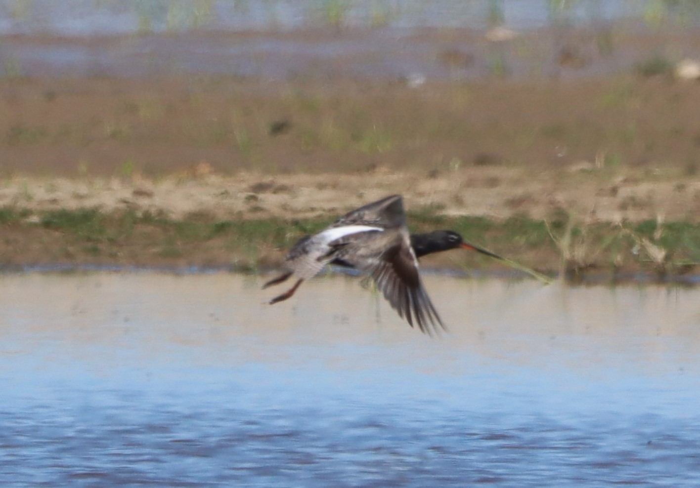 Spotted Redshank - 10-05-2023