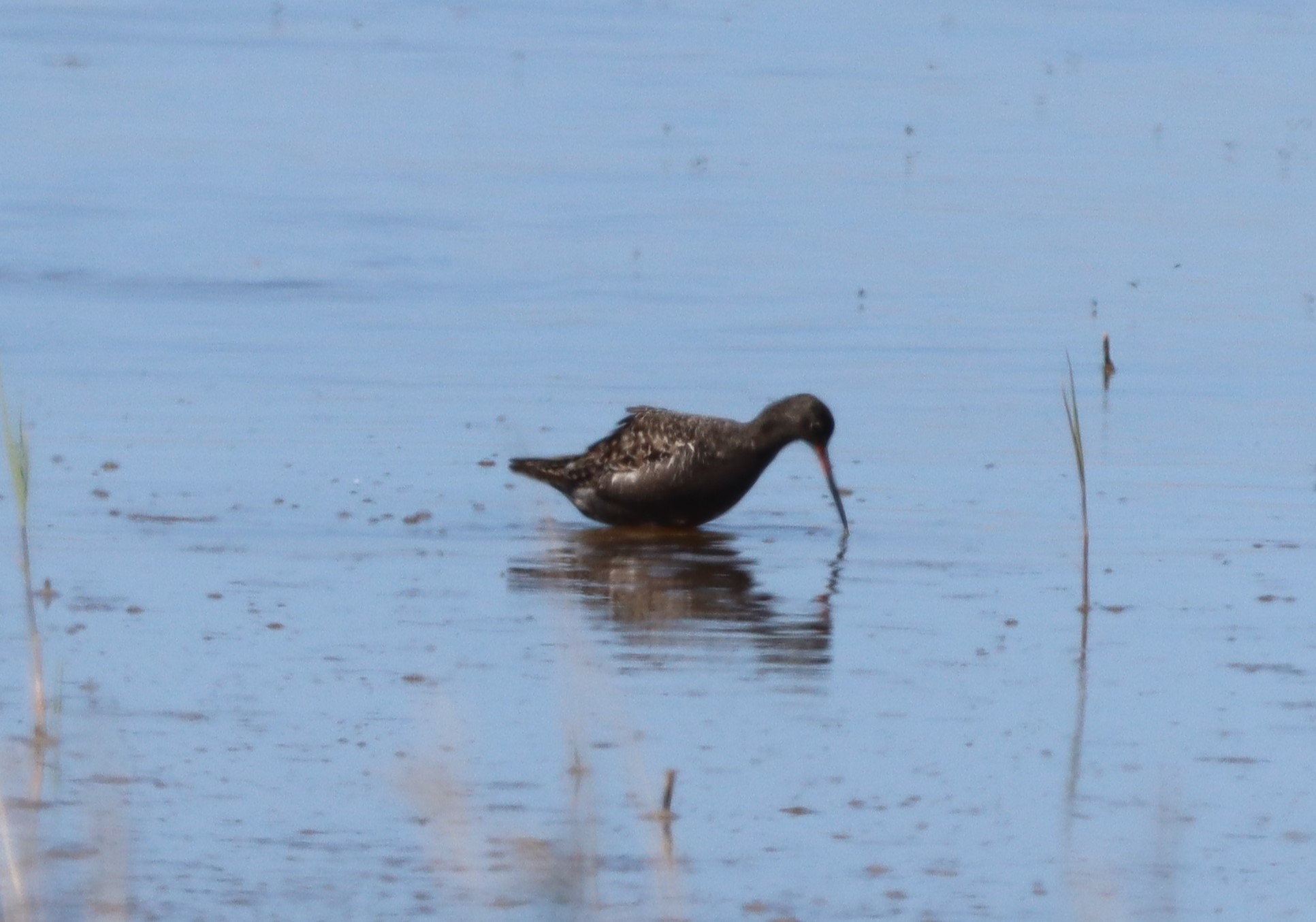 Spotted Redshank - 10-05-2023