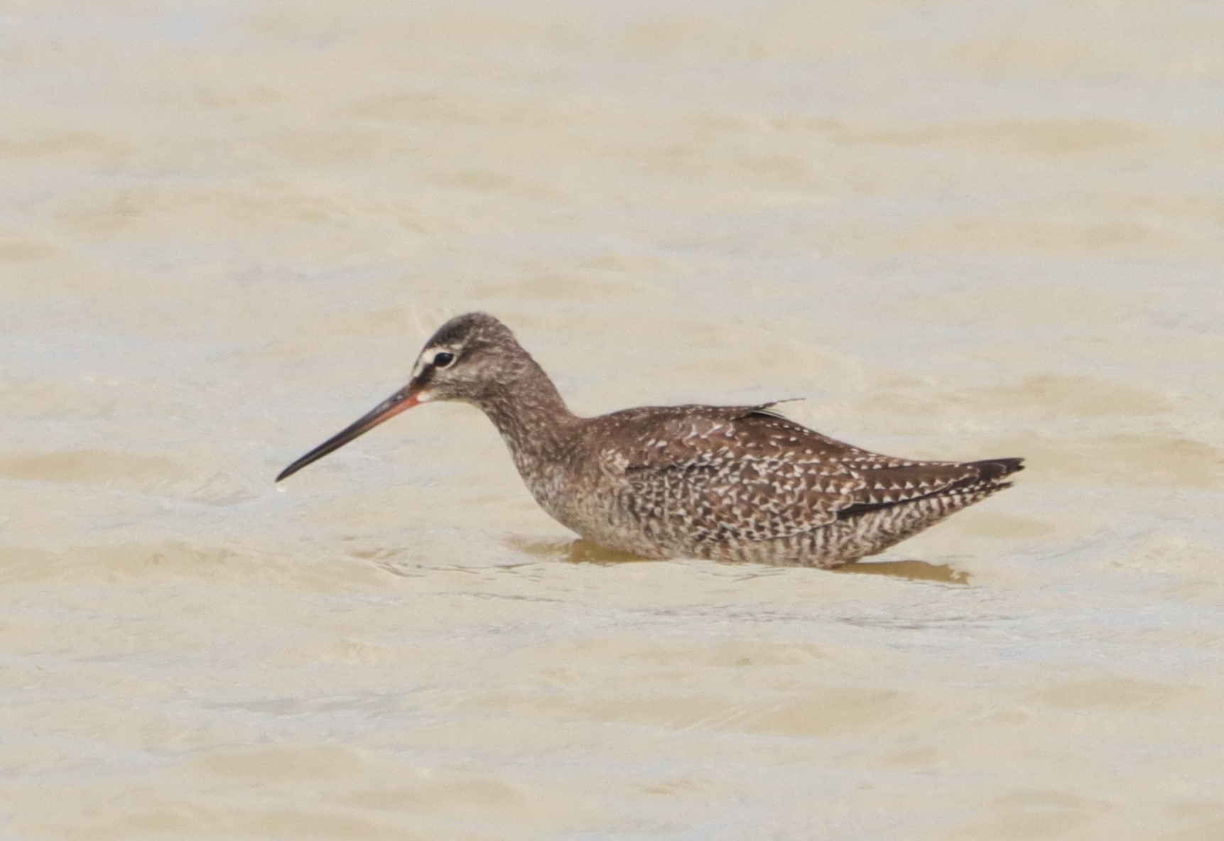 Spotted Redshank - 12-09-2026
