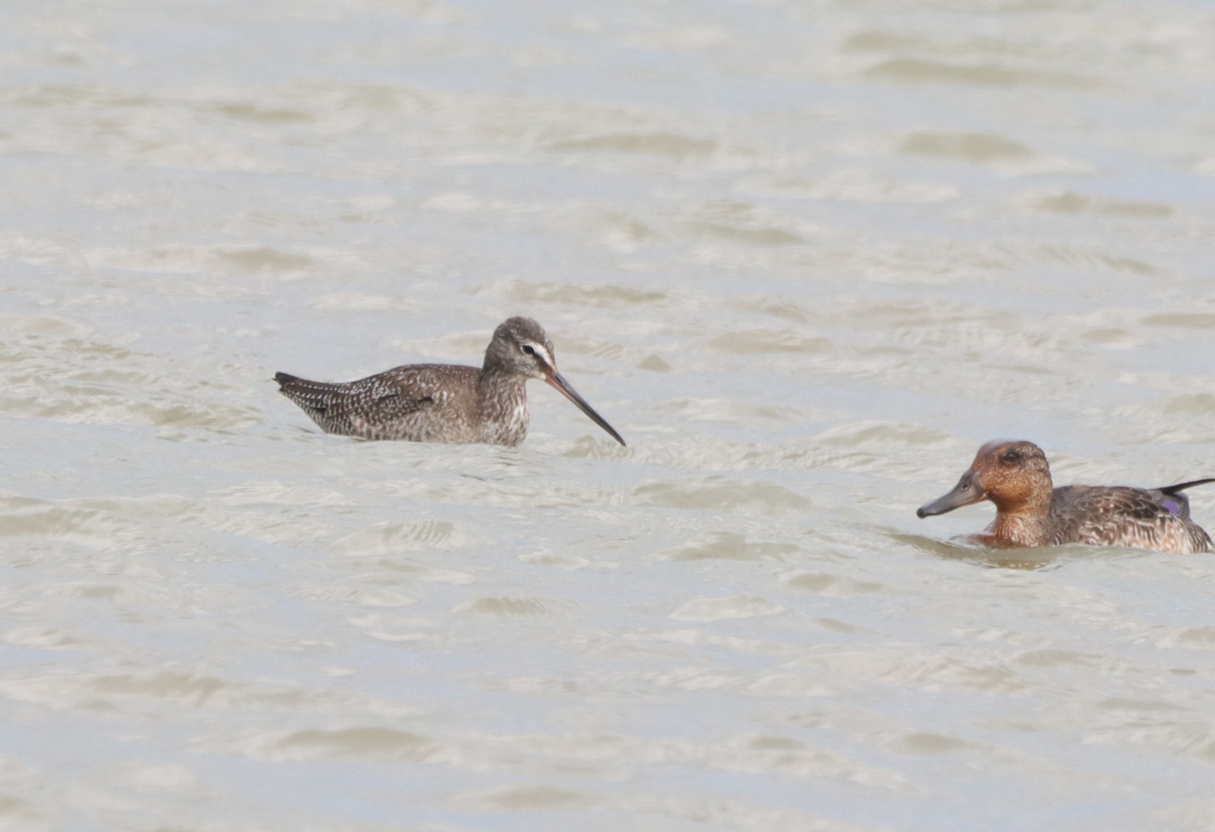 Spotted Redshank - 12-09-2026