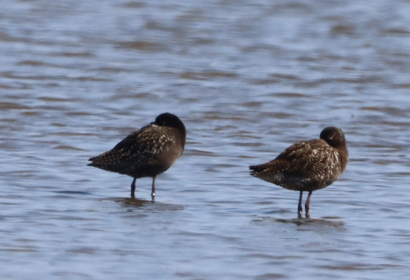 Cley Marshes – Cley Bird Club