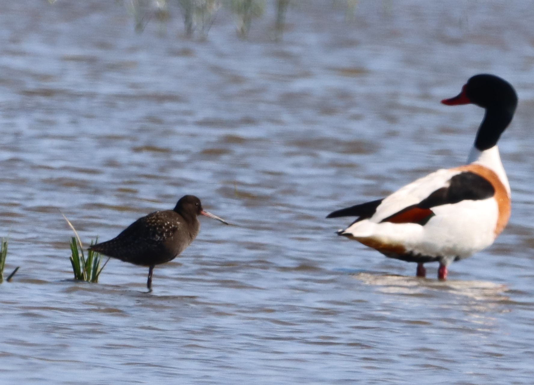 Spotted Redshank - 15-06-2023