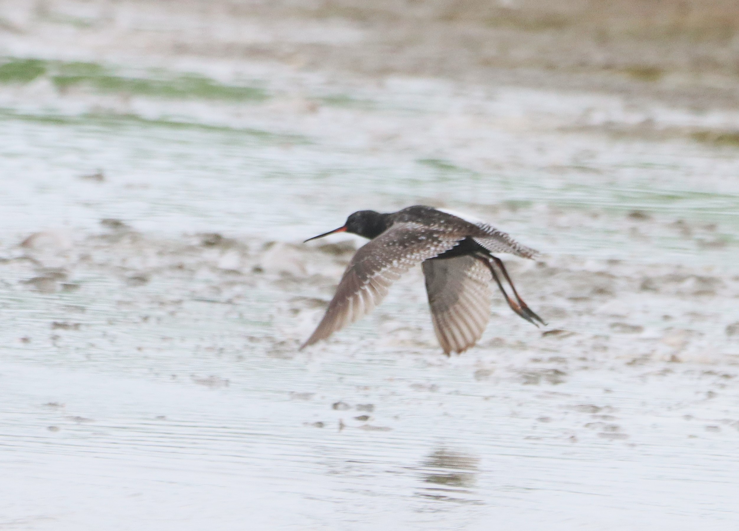 Spotted Redshank - 14-07-2026