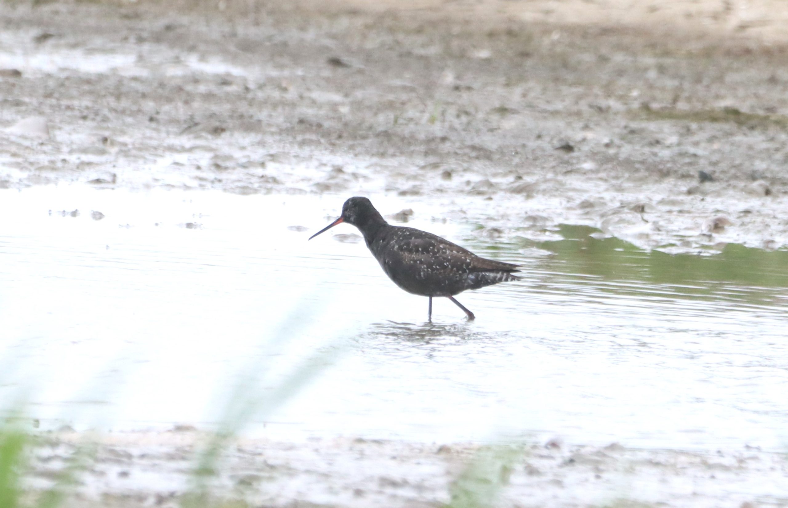 Spotted Redshank - 14-07-2026
