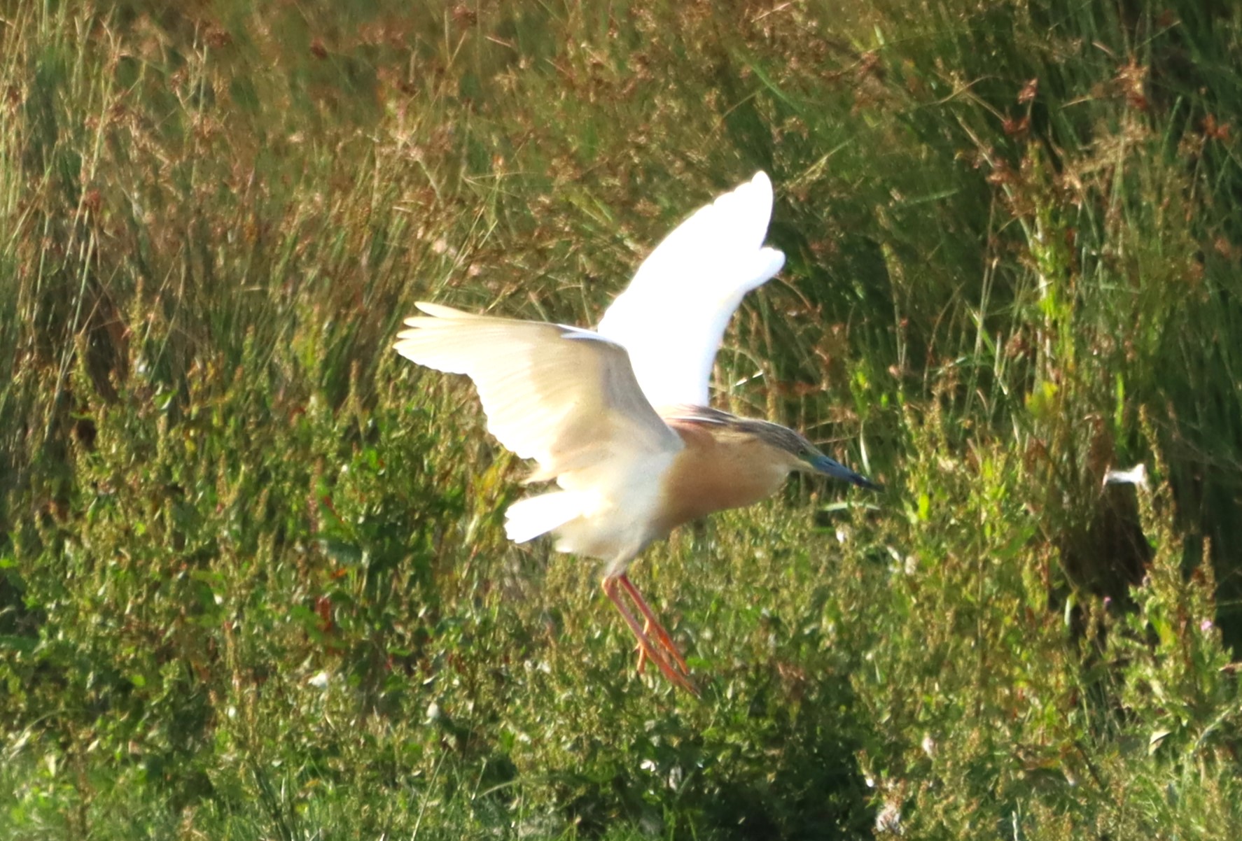 Squacco Heron - 07-07-2026