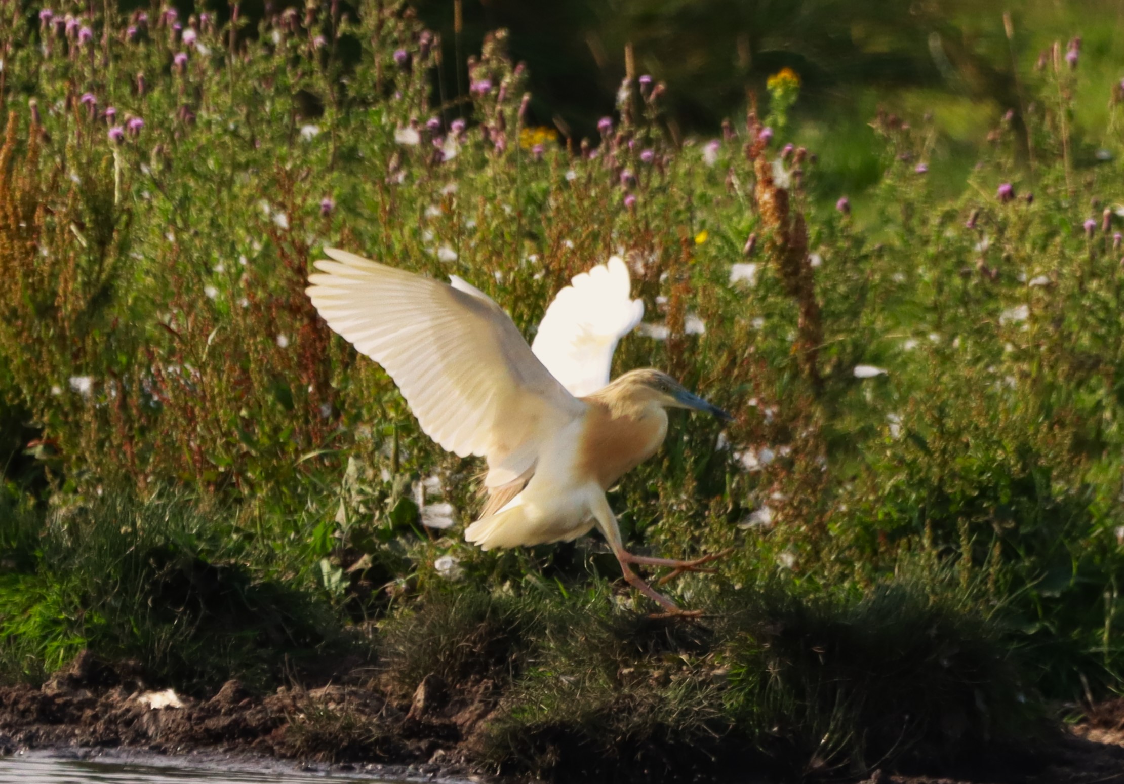 Squacco Heron - 07-07-2026
