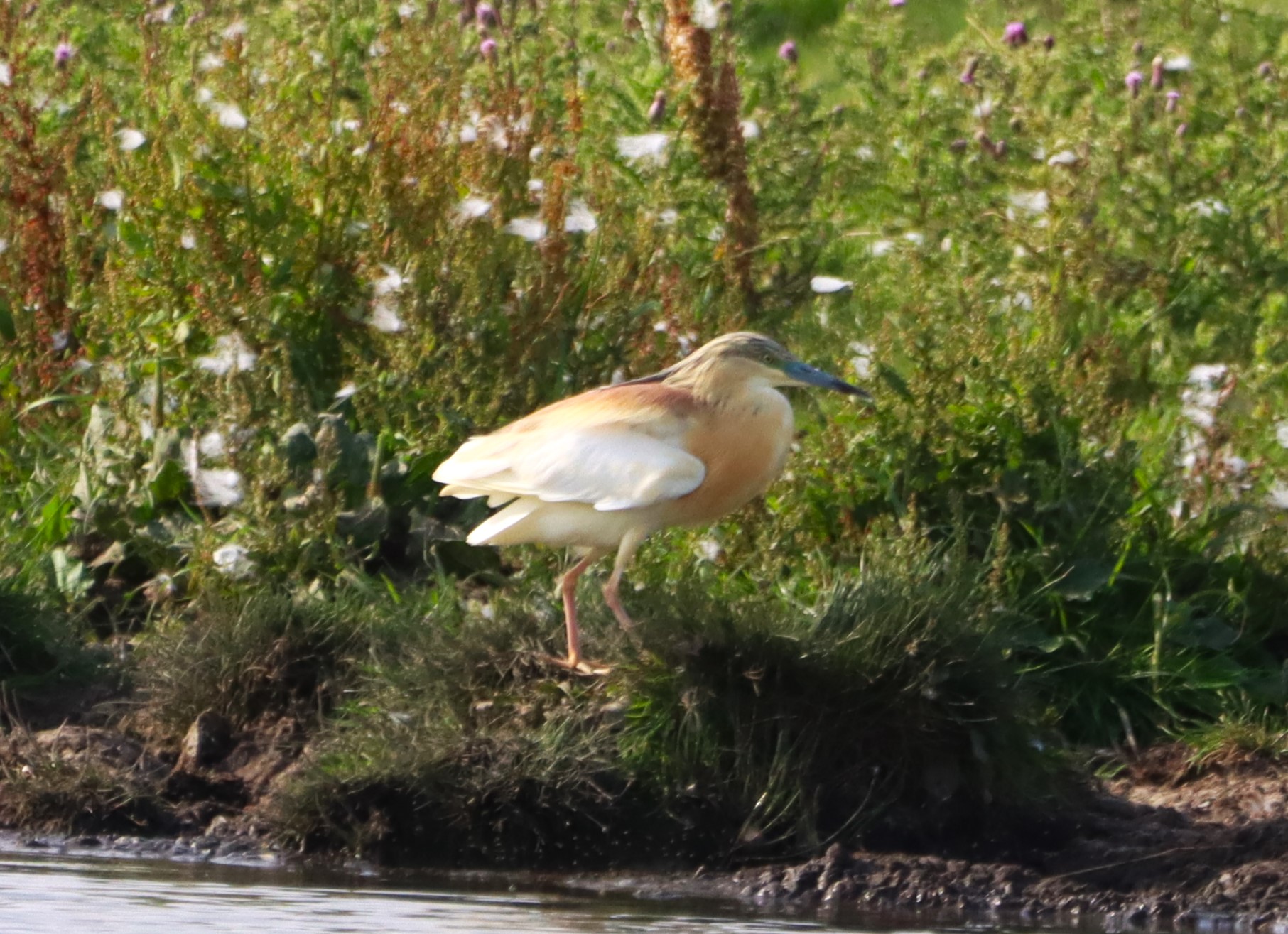 Squacco Heron - 07-07-2026