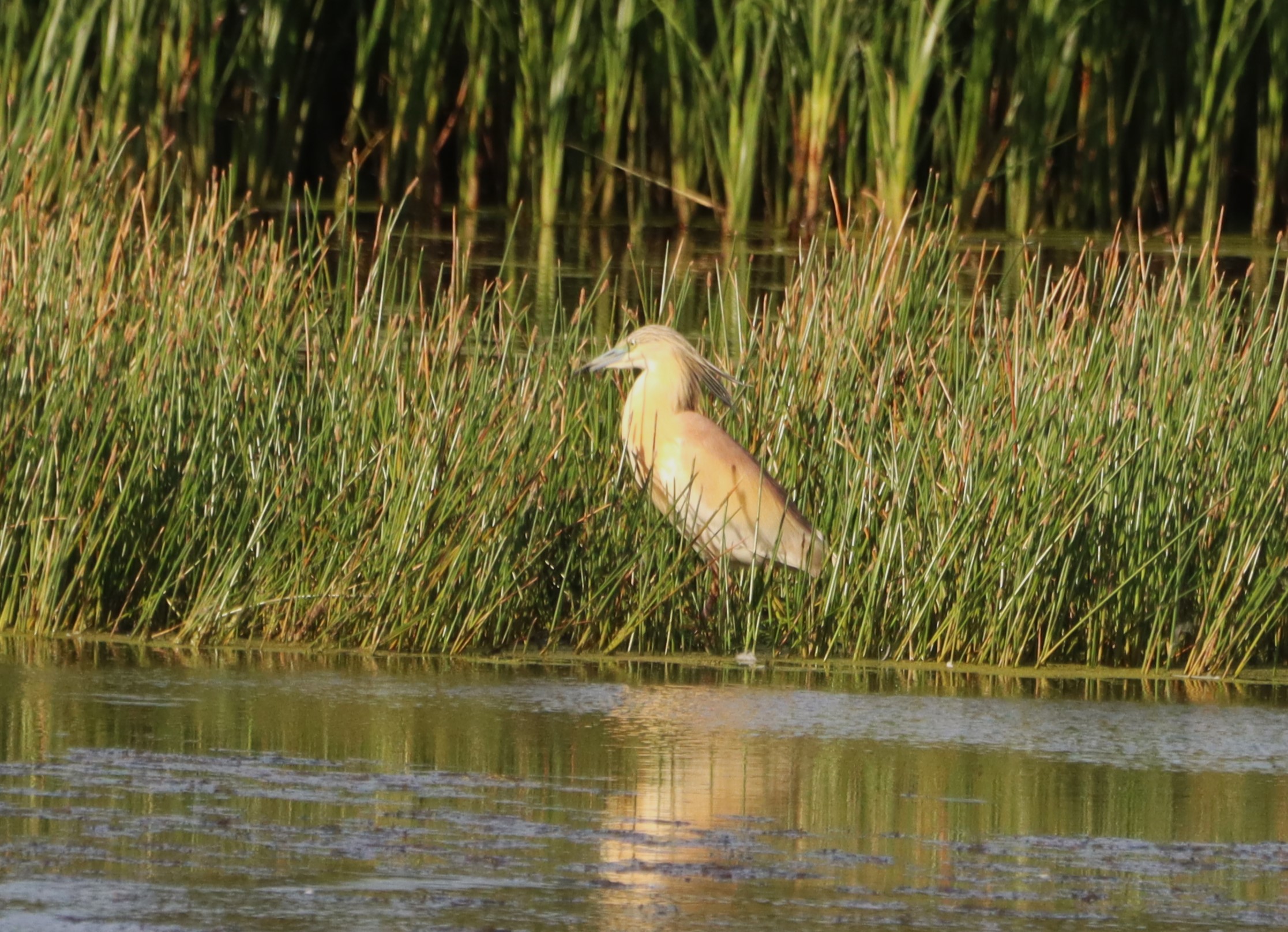 Squacco Heron - 06-07-2026
