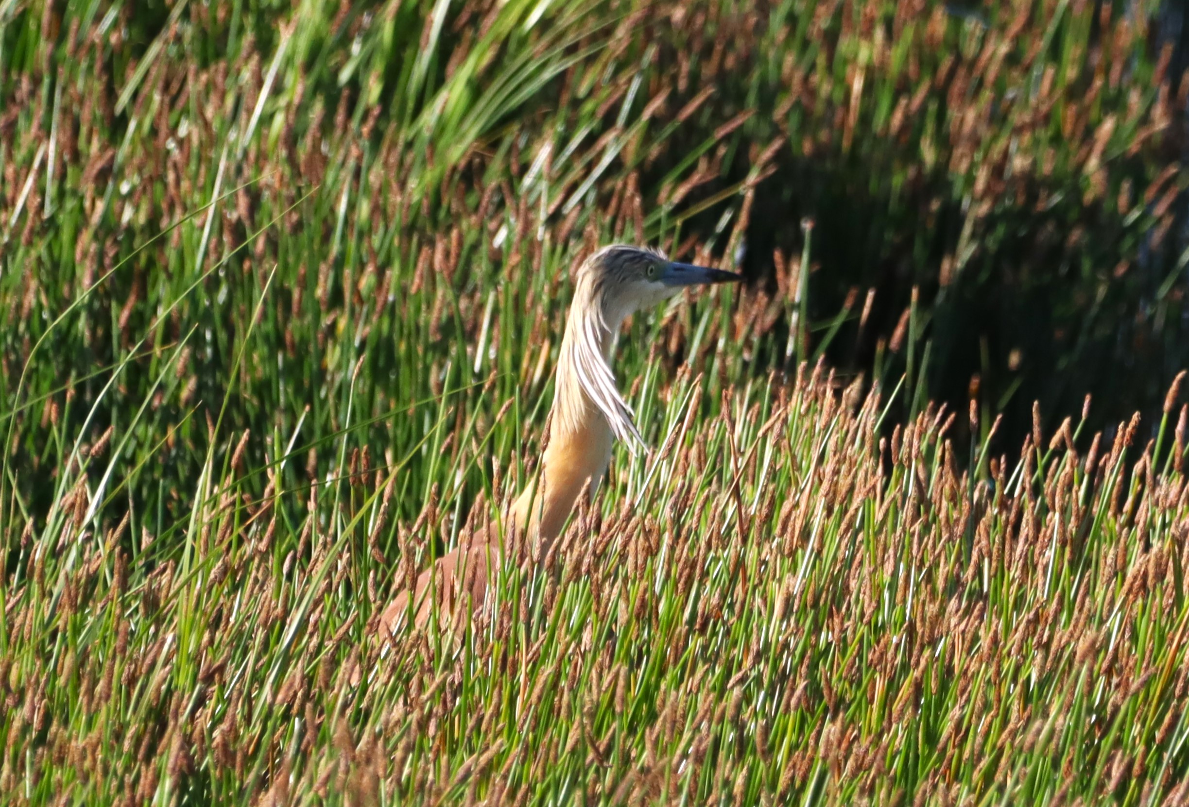 Squacco Heron - 06-07-2026