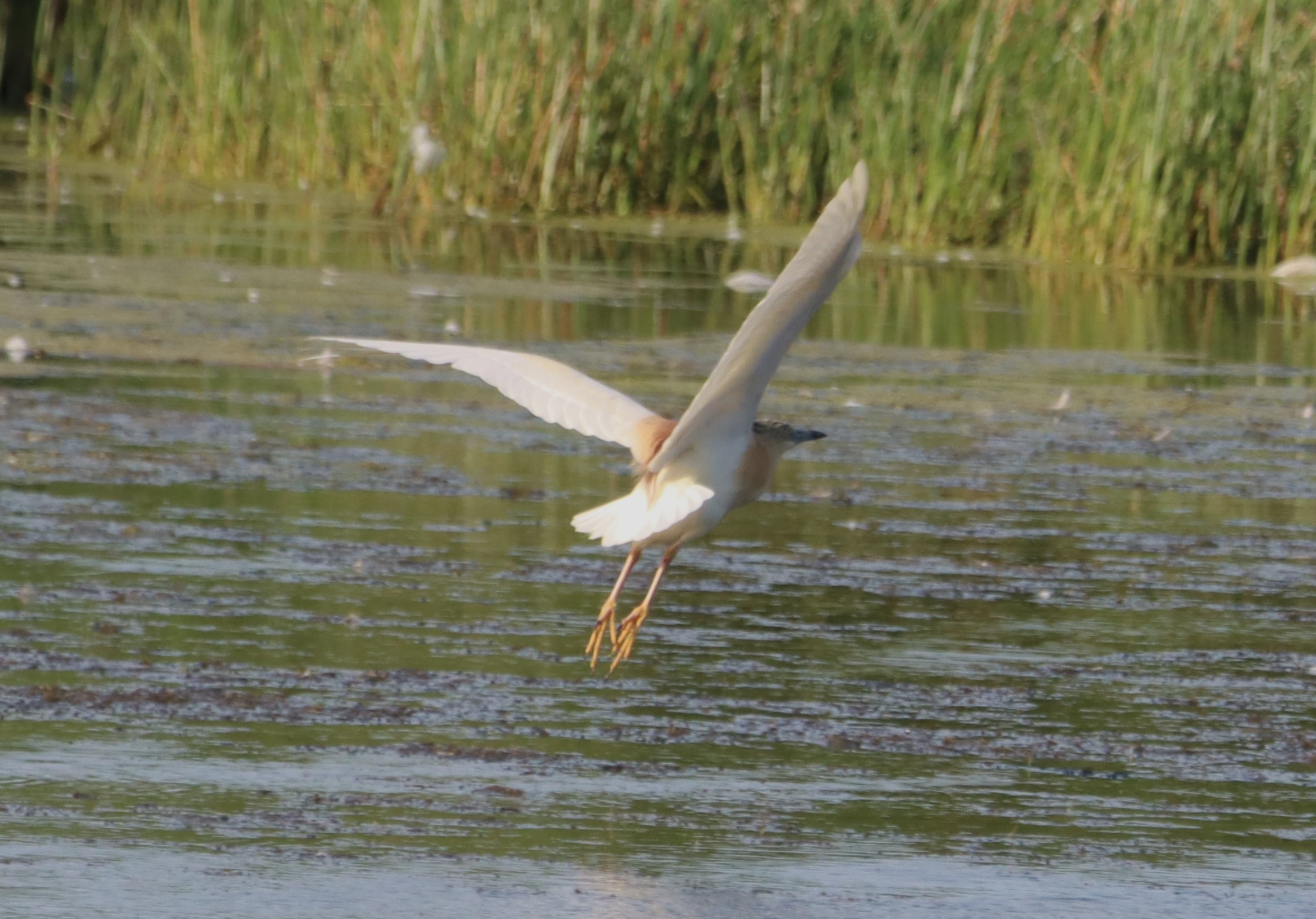 Squacco Heron - 06-07-2026