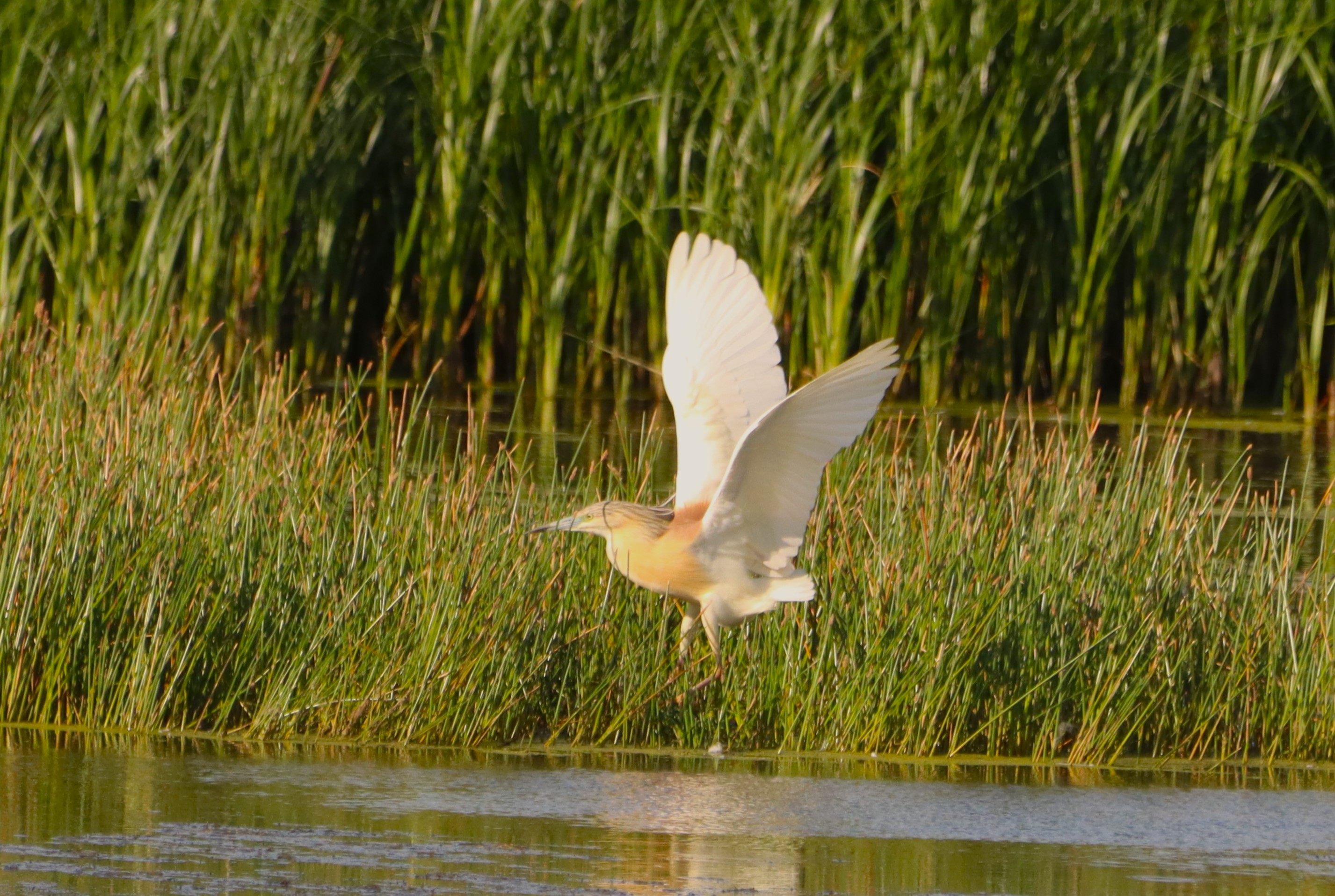 Squacco Heron - 06-07-2026