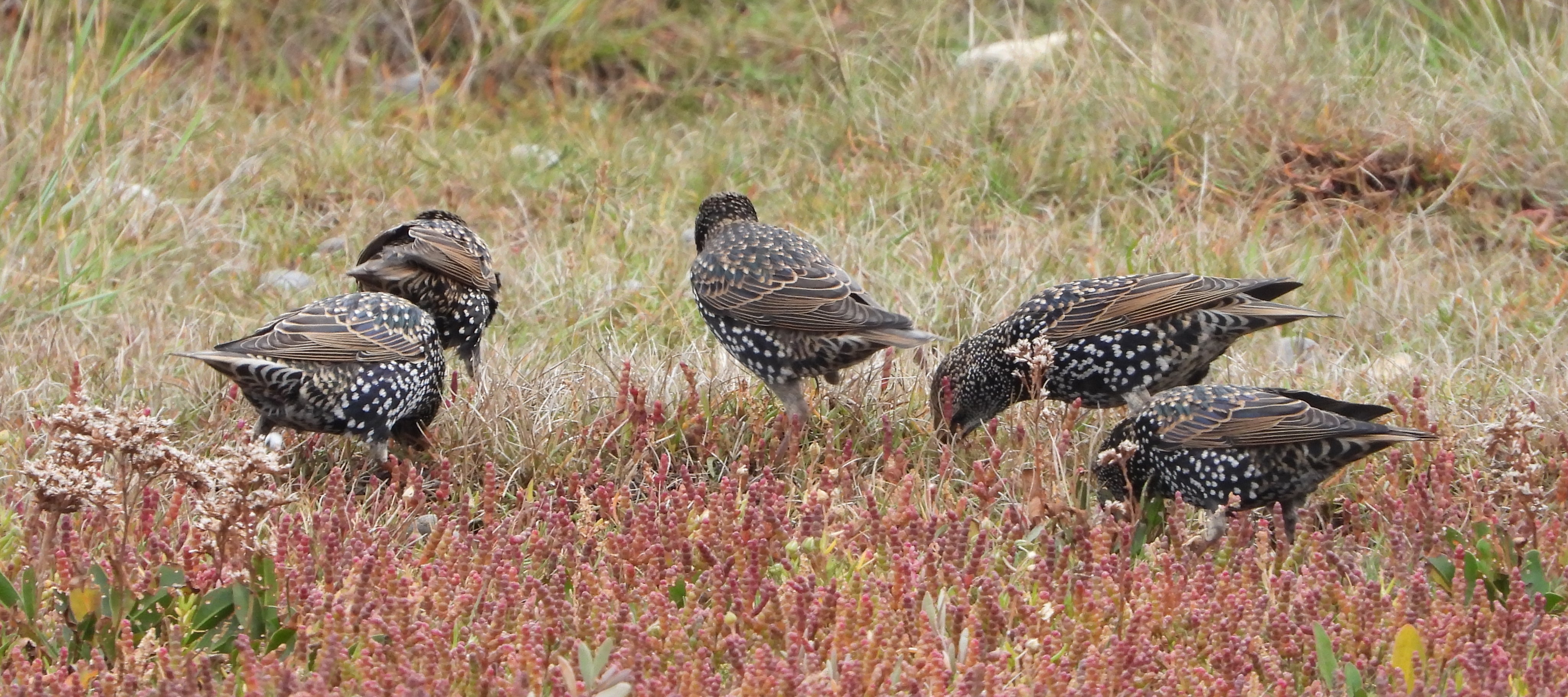 Starling - 13-10-2022