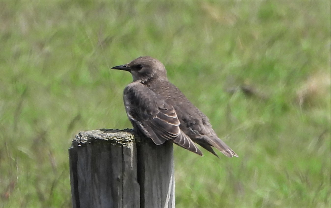 Starling - 04-06-2021