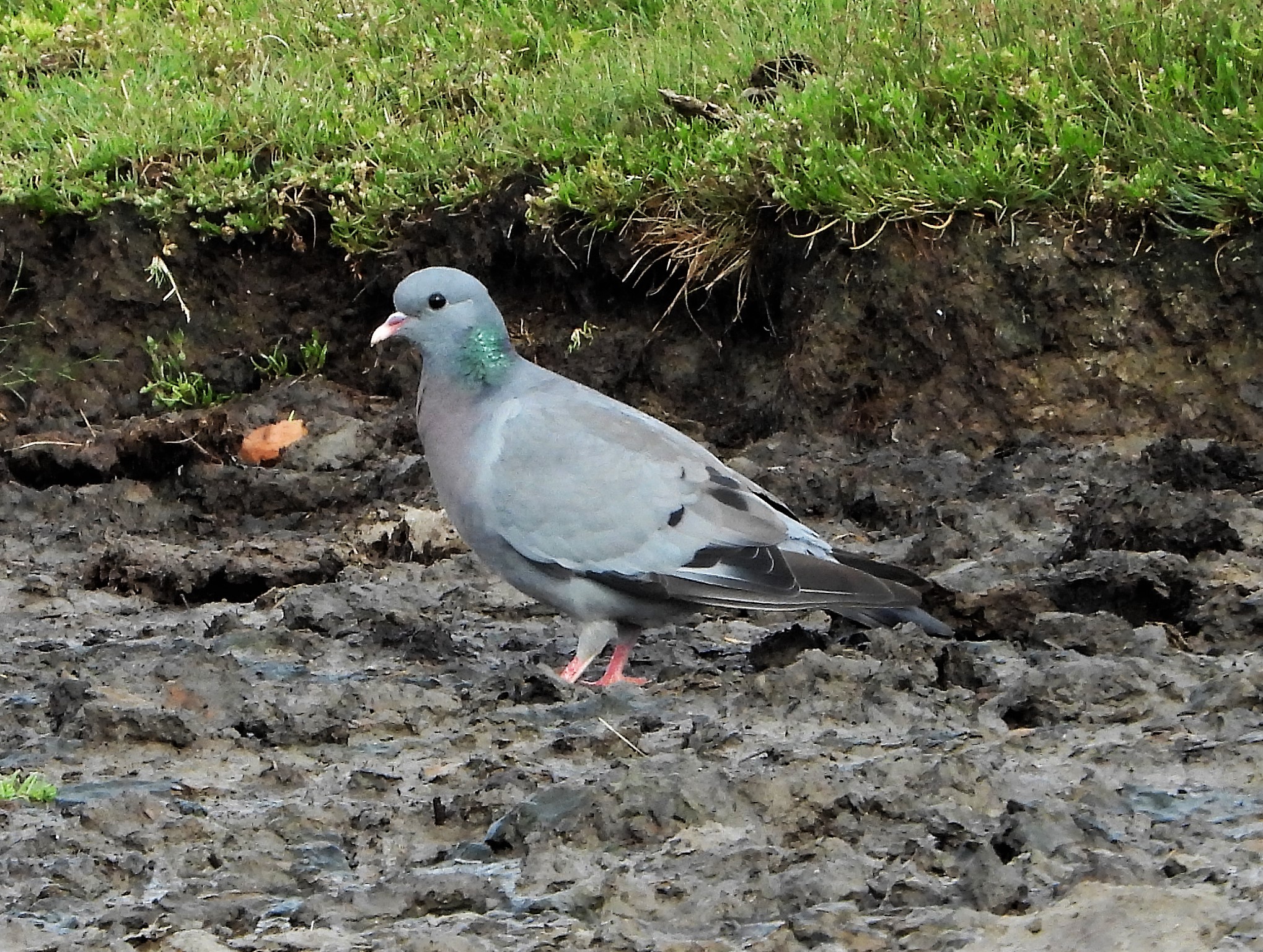 Stock Dove - 10-08-2021